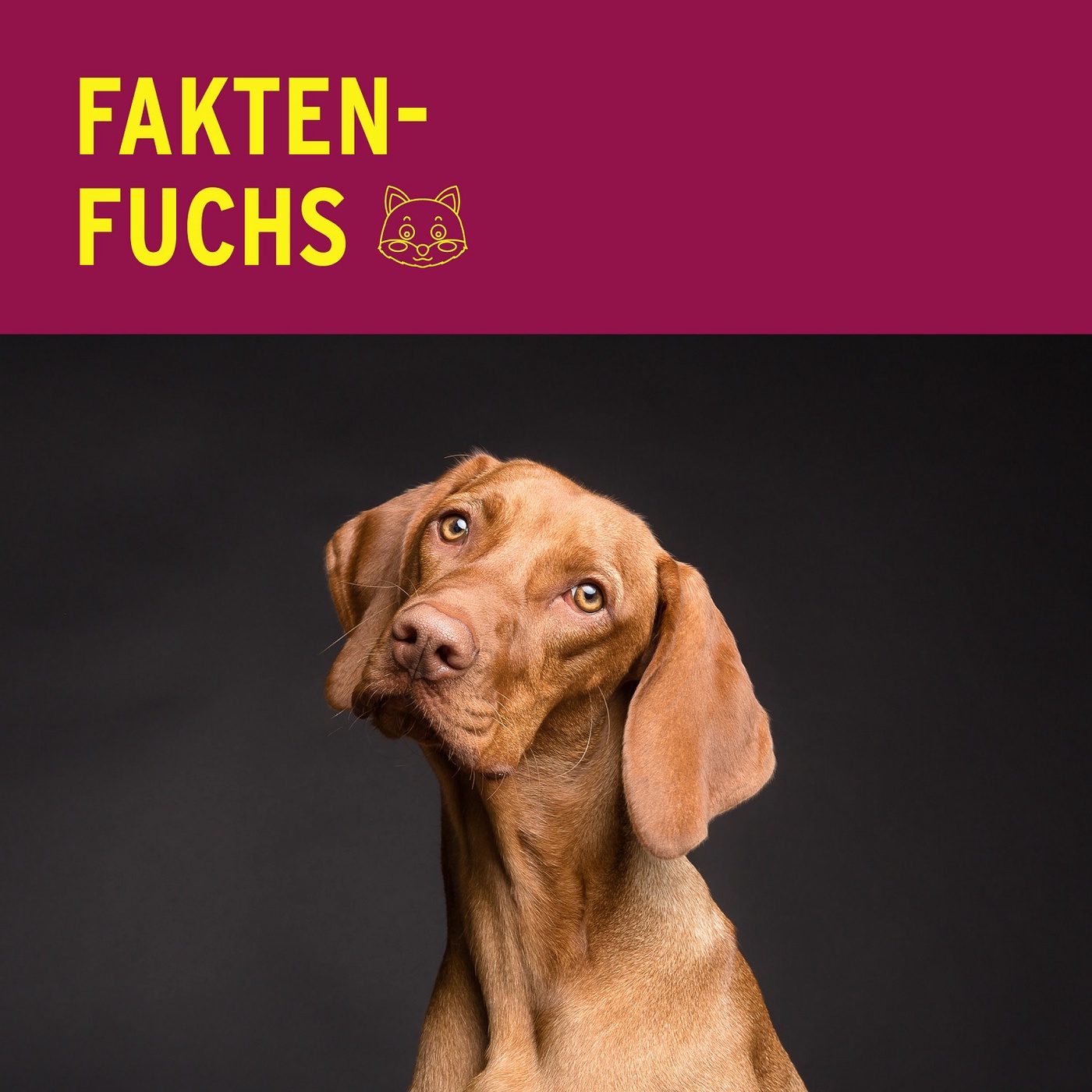 Fakten-Fuchs: Hunde