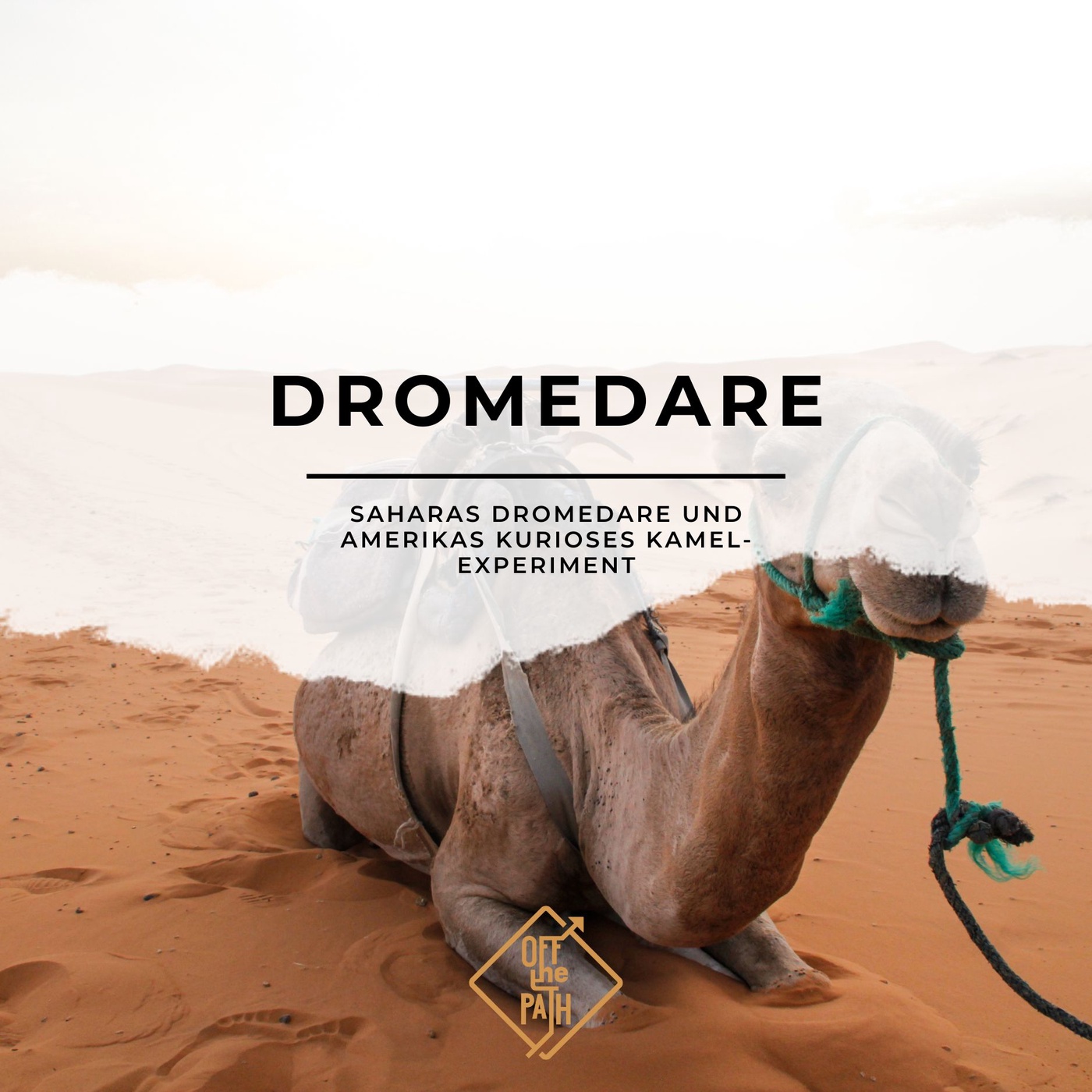 Wüstenschiffe: Saharas Dromedare und Amerikas kurioses Kamel-Experiment