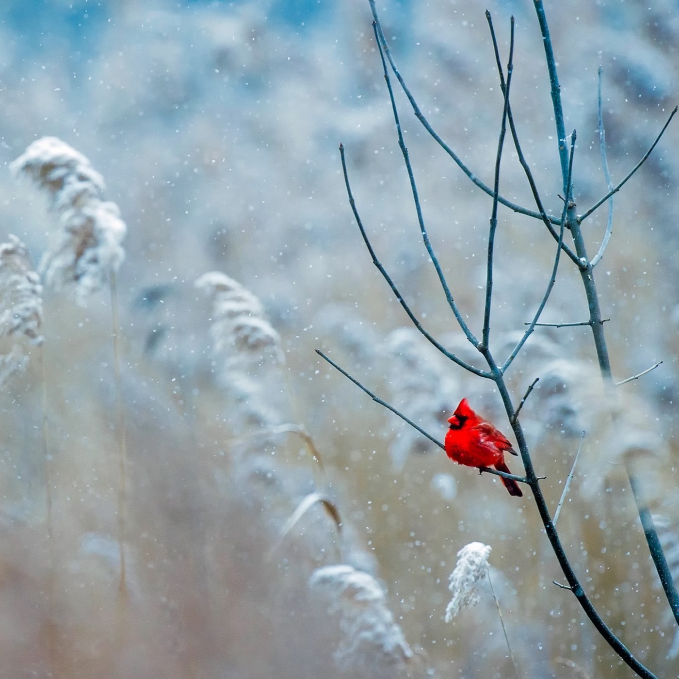 Adventkalender_Franz Lackner