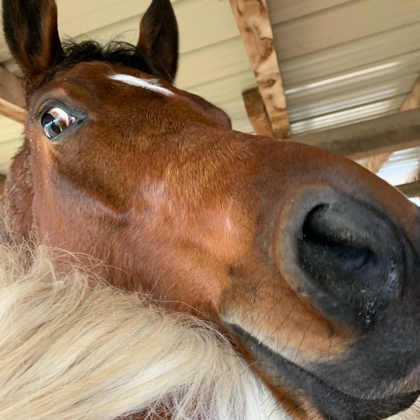 Episode 92 - Horsefluencing