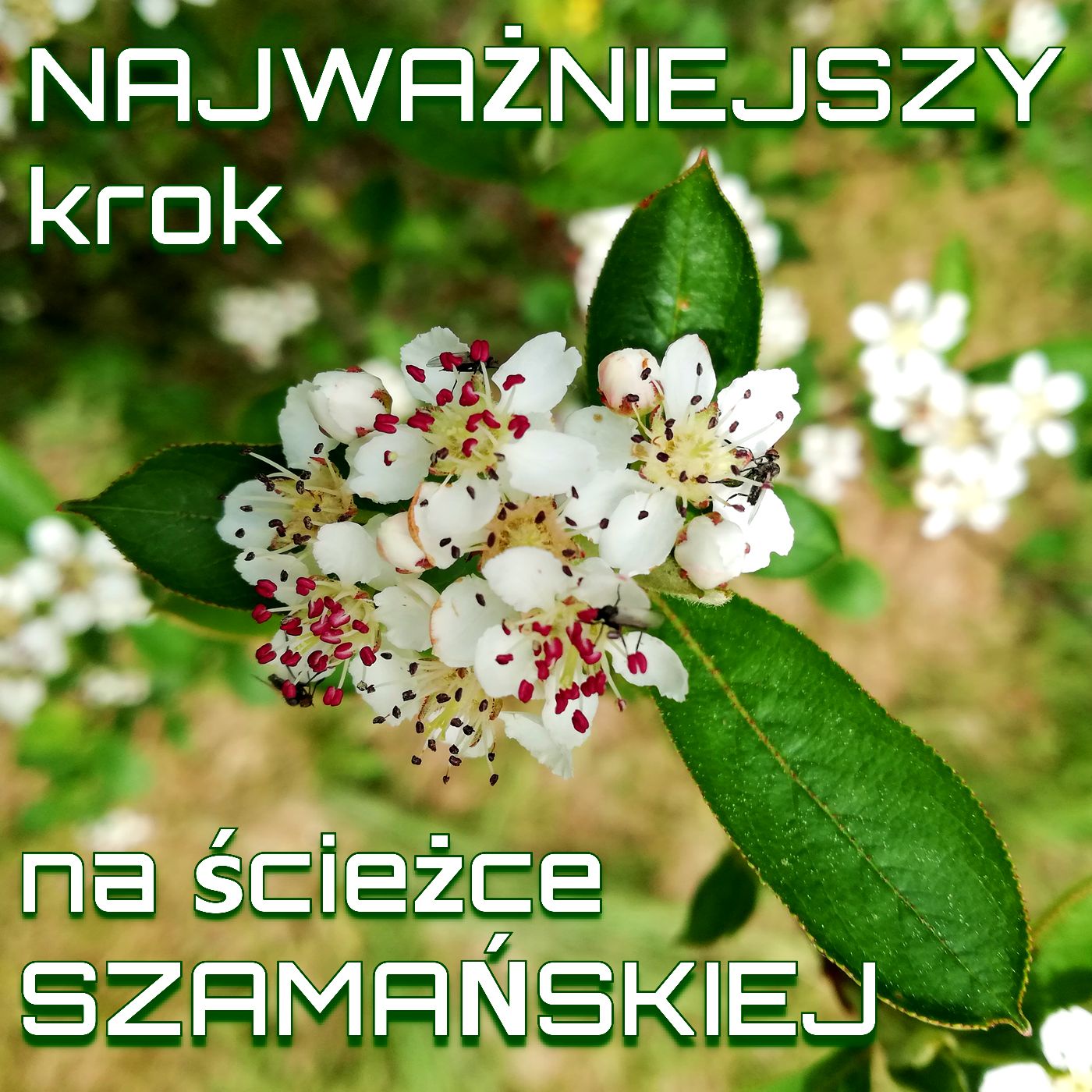 S01E06. SZAMANIZM: NAJWAŻNIEJSZY krok na ścieżce szamańskiej