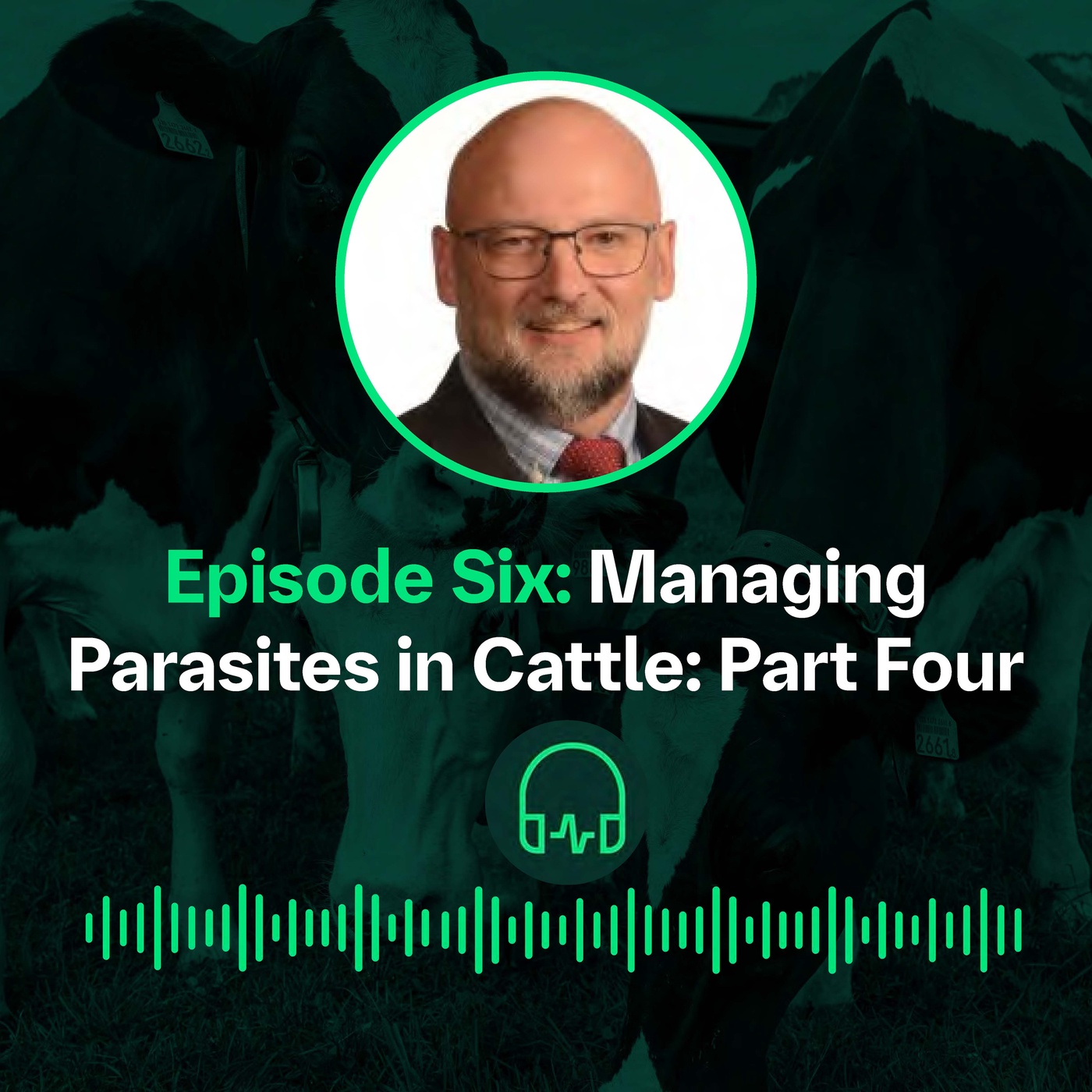 Managing Parasites in Cattle - P4 || Prise en charge des parasites chez les bovins - P4