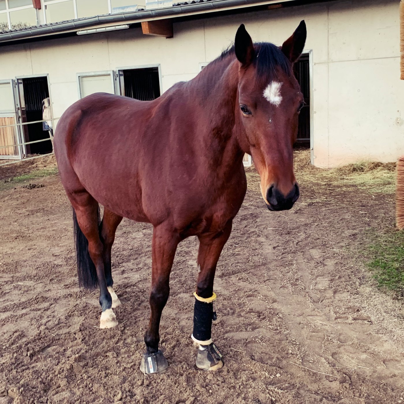 Episode 148 - Sissi auf dem Paddock (Teaser)