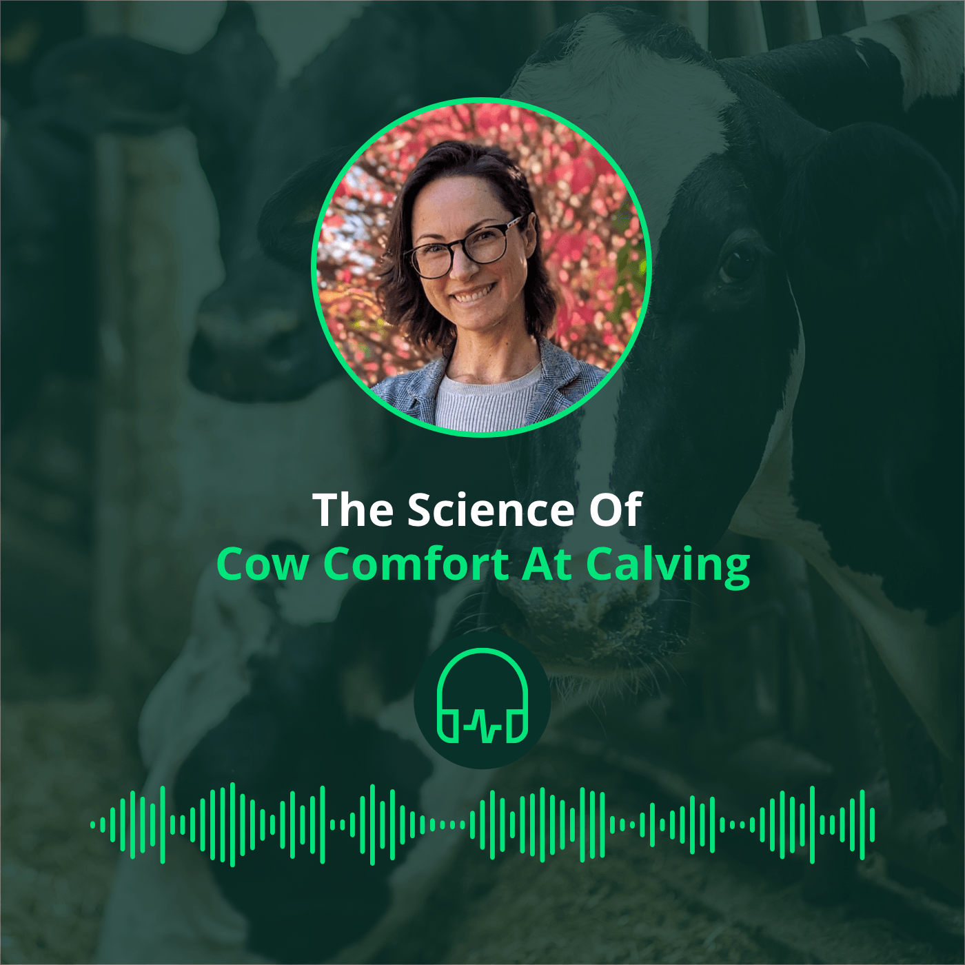 The science of cow comfort at calving || La science du confort des vaches au vêlage