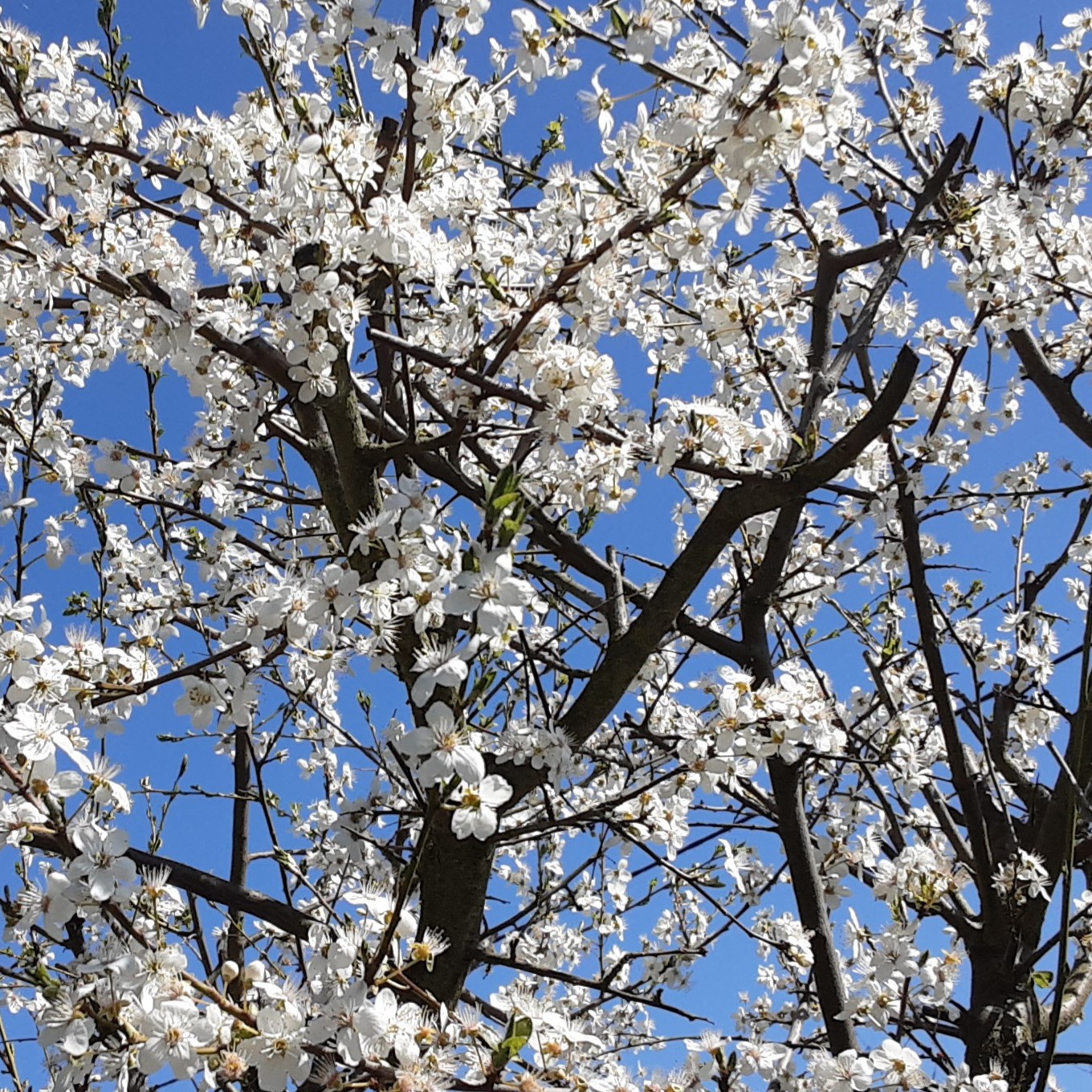 Gottes Reden bringt fruchtbares Leben hervor