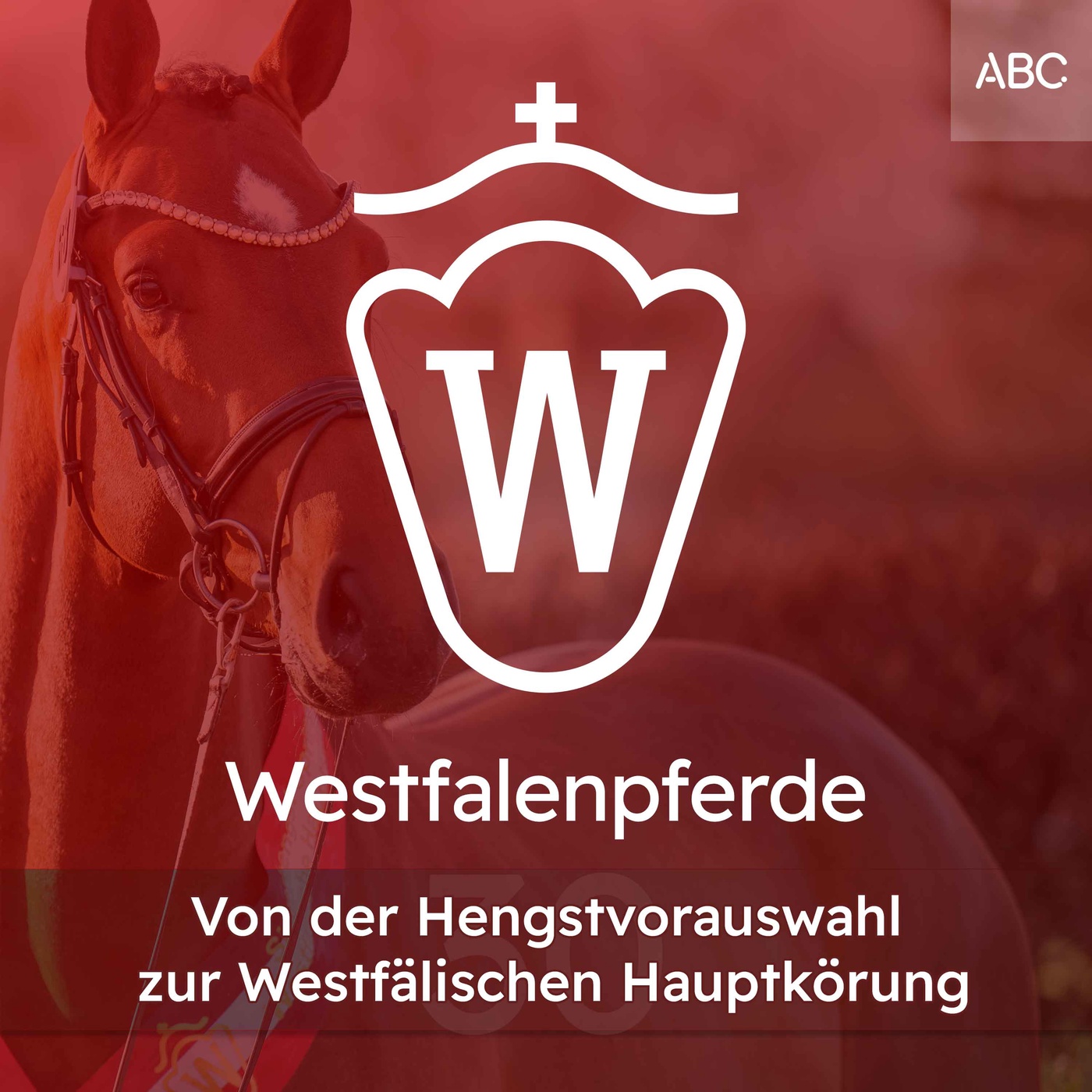 Von der Hengstvorauswahl zur Westfälischen Hauptkörung