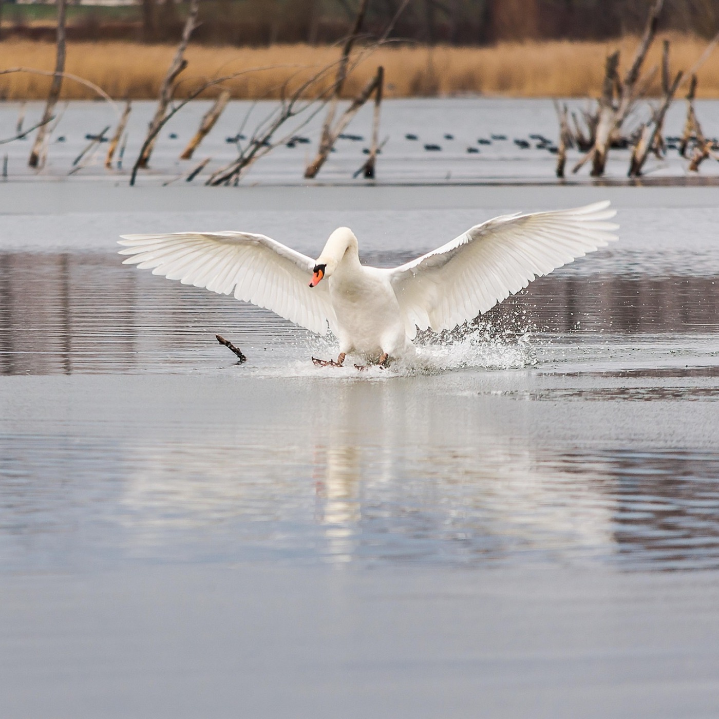 Vipassana Meditation