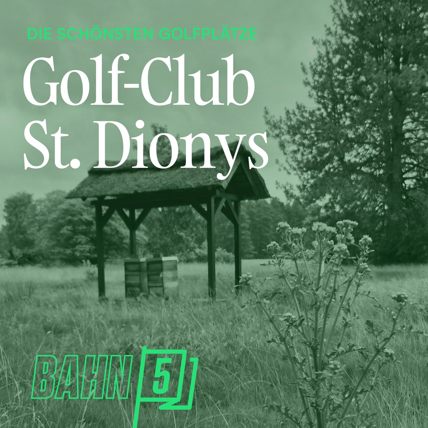 Golf Club St. Dionys - Abschlag im Lilaland der Lüneburger Heide