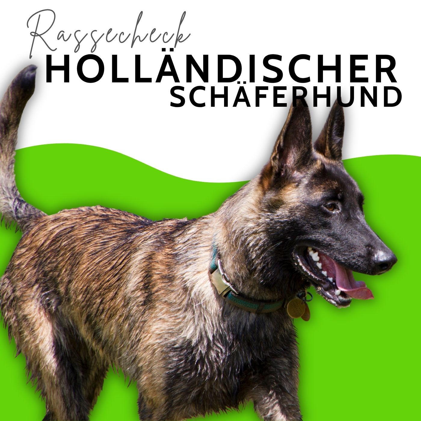 Holländischer Schäferhund: Der Malinois, den keiner so nennt?