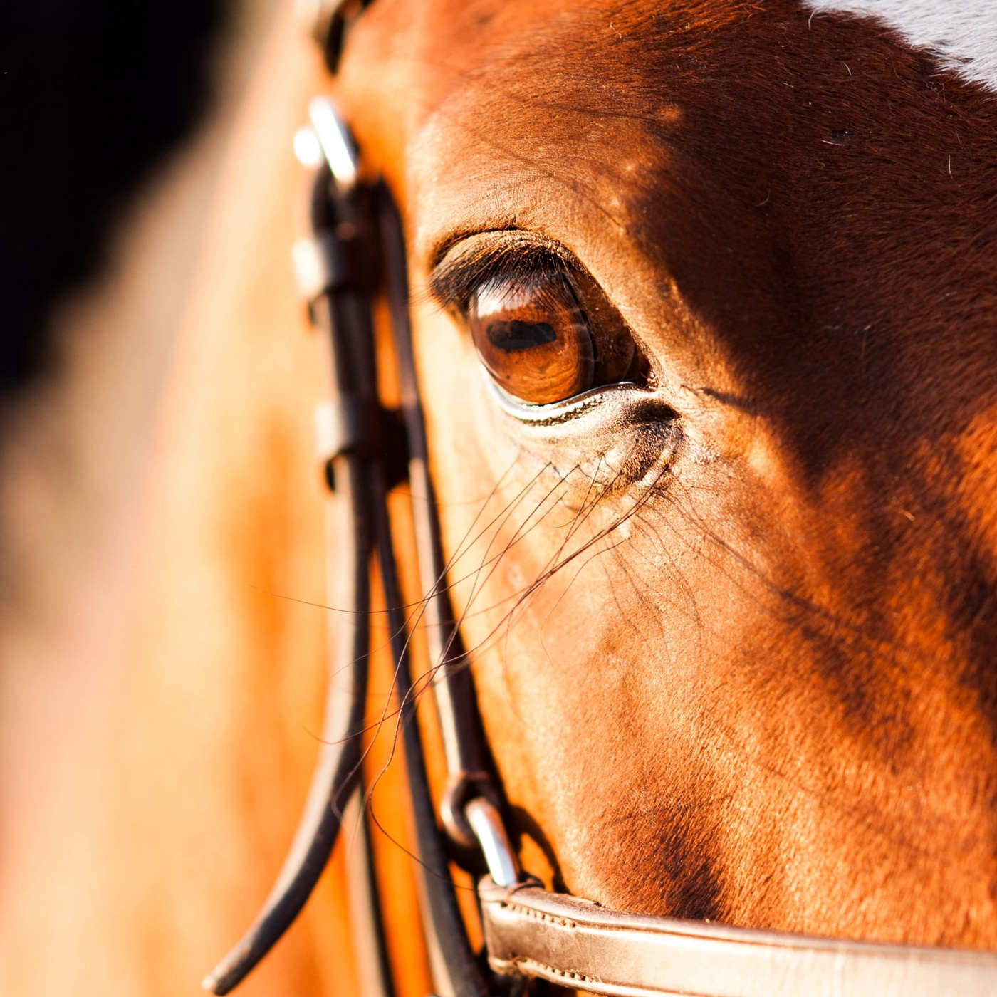 3 simple Tipps, wie du deinem Schulpferd das Leben schöner machen kannst