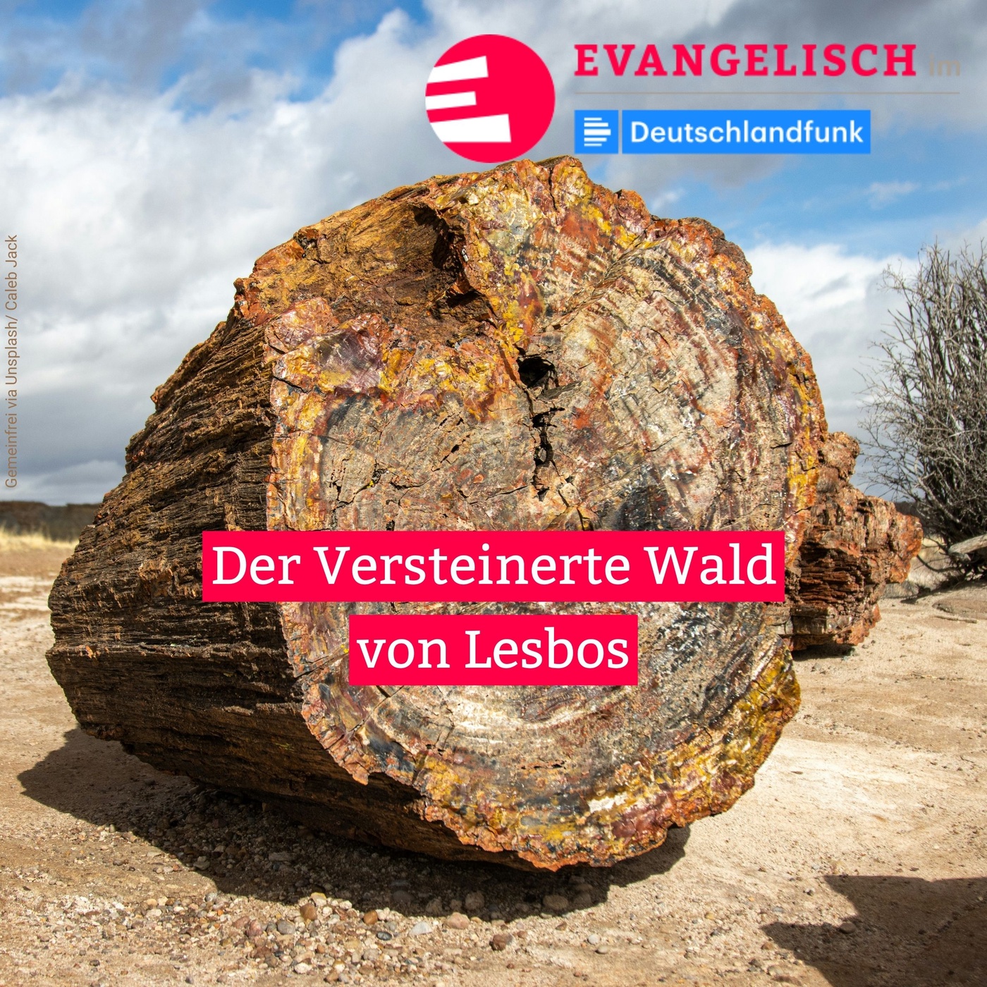 Der Versteinerte Wald von Lesbos