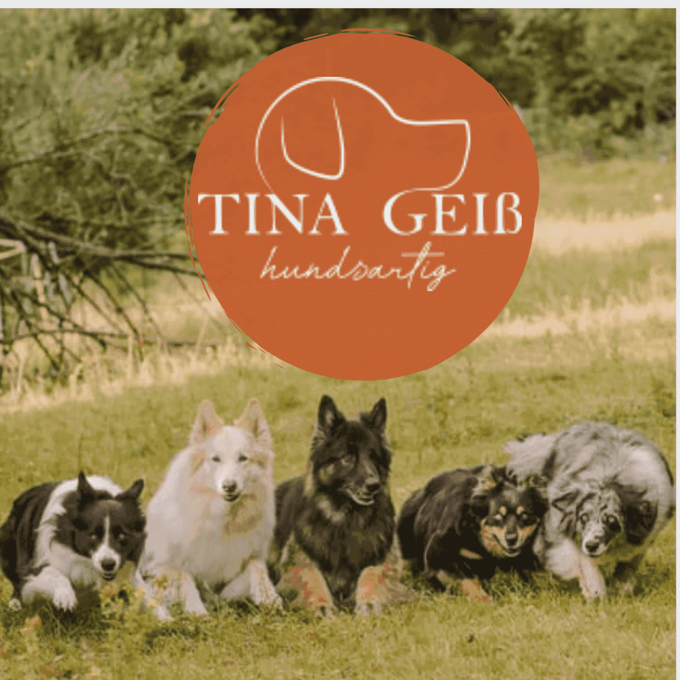 Wir & unsere Hunde oder Unsere Hunde & Wir?