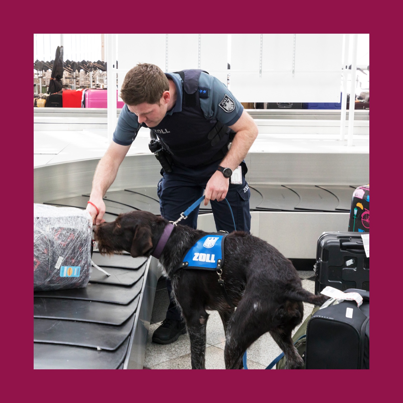 Fleißige Hunde