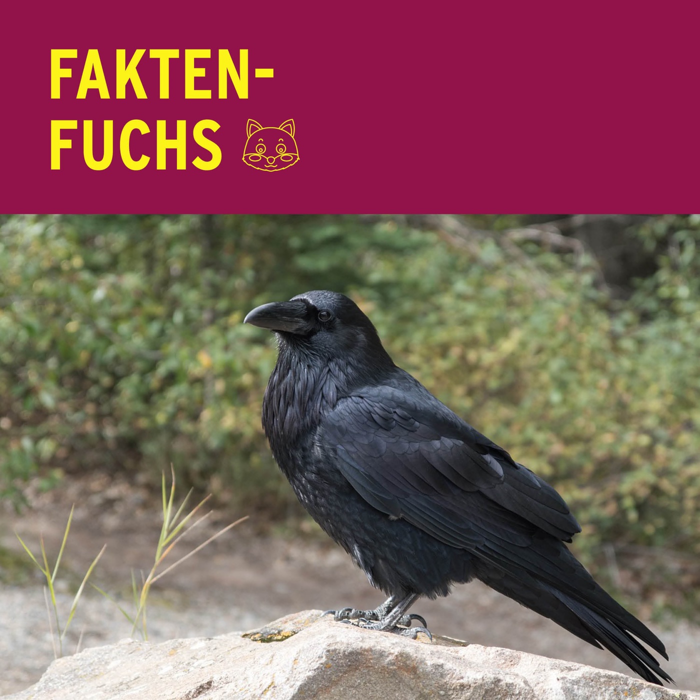 Faktenfuchs: Raben