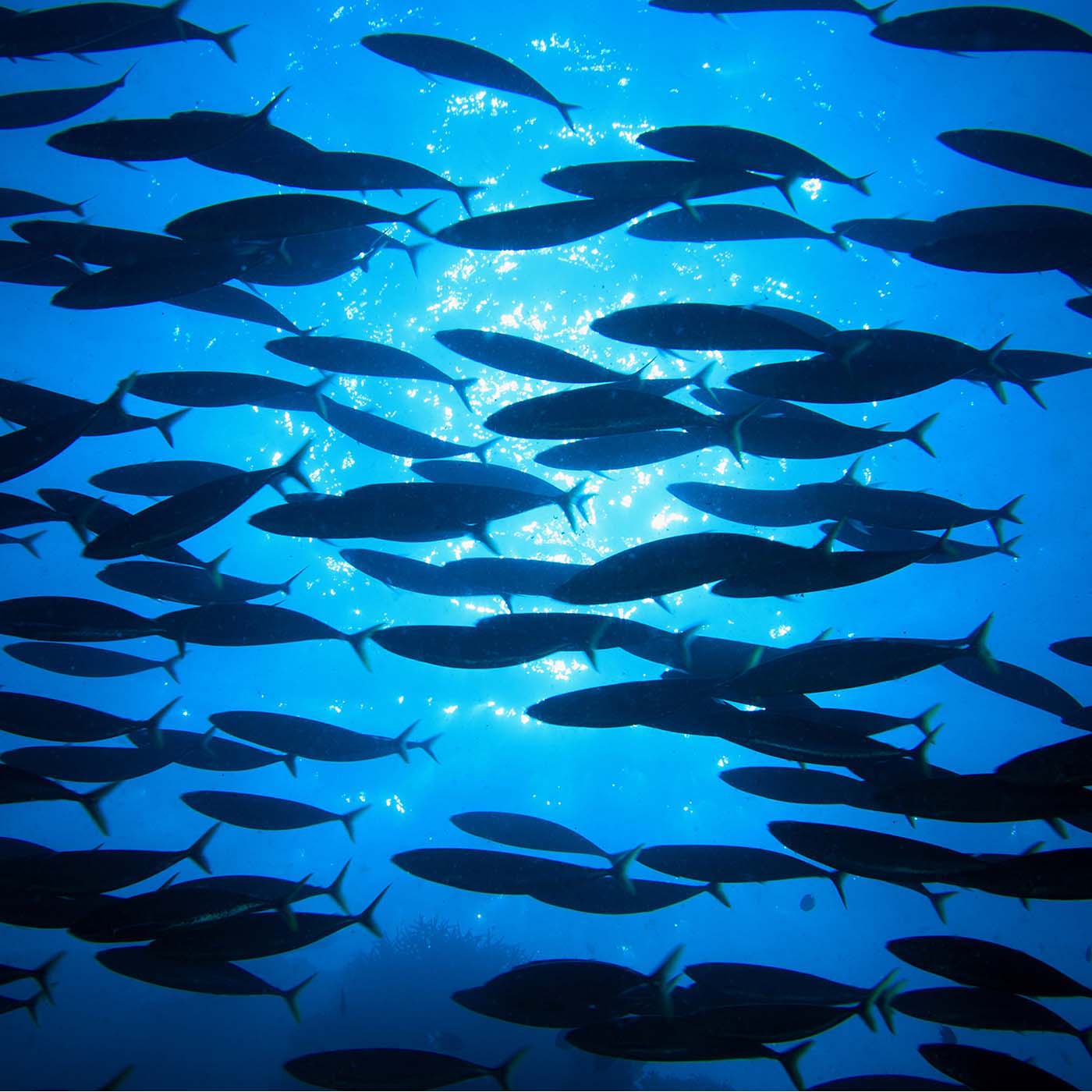 Fishing for answers in a sea of complexity: sustainable fish oil sourcing