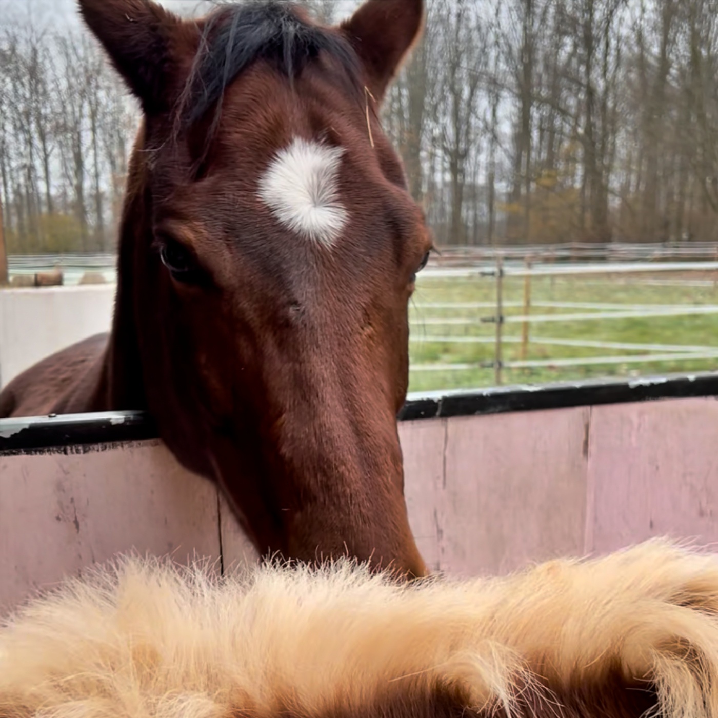 #398 Pferde, Preise, Panik – wo wir finanziell die Zügel ziehen