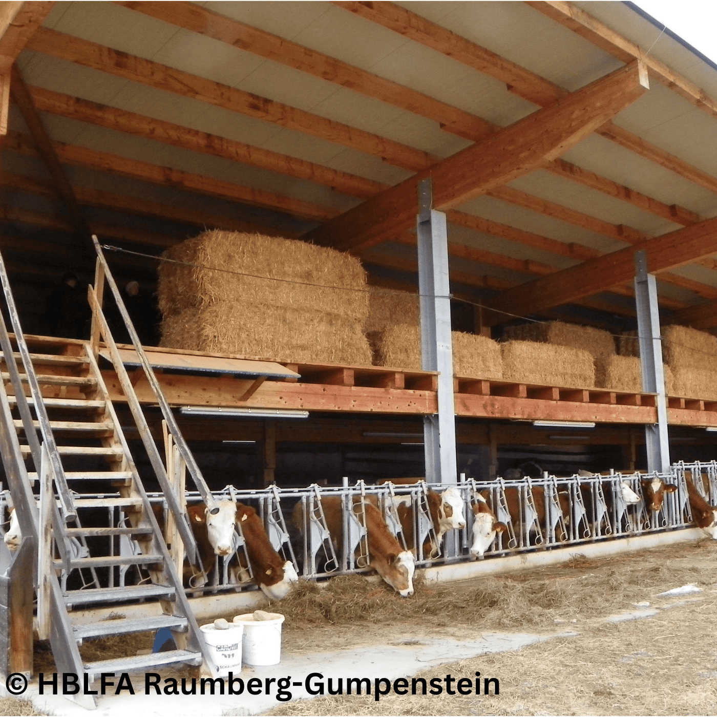 Folge 149: Stallbau für Jungvieh – Tierwohl und Praxis im Fokus!