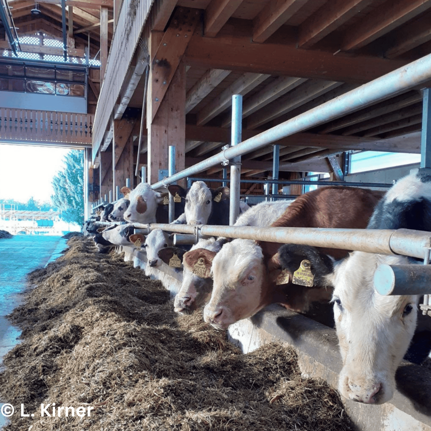 Folge 158: Tierhaltung im Wandel: Zwischen guten Preisen und großer Unsicherheit