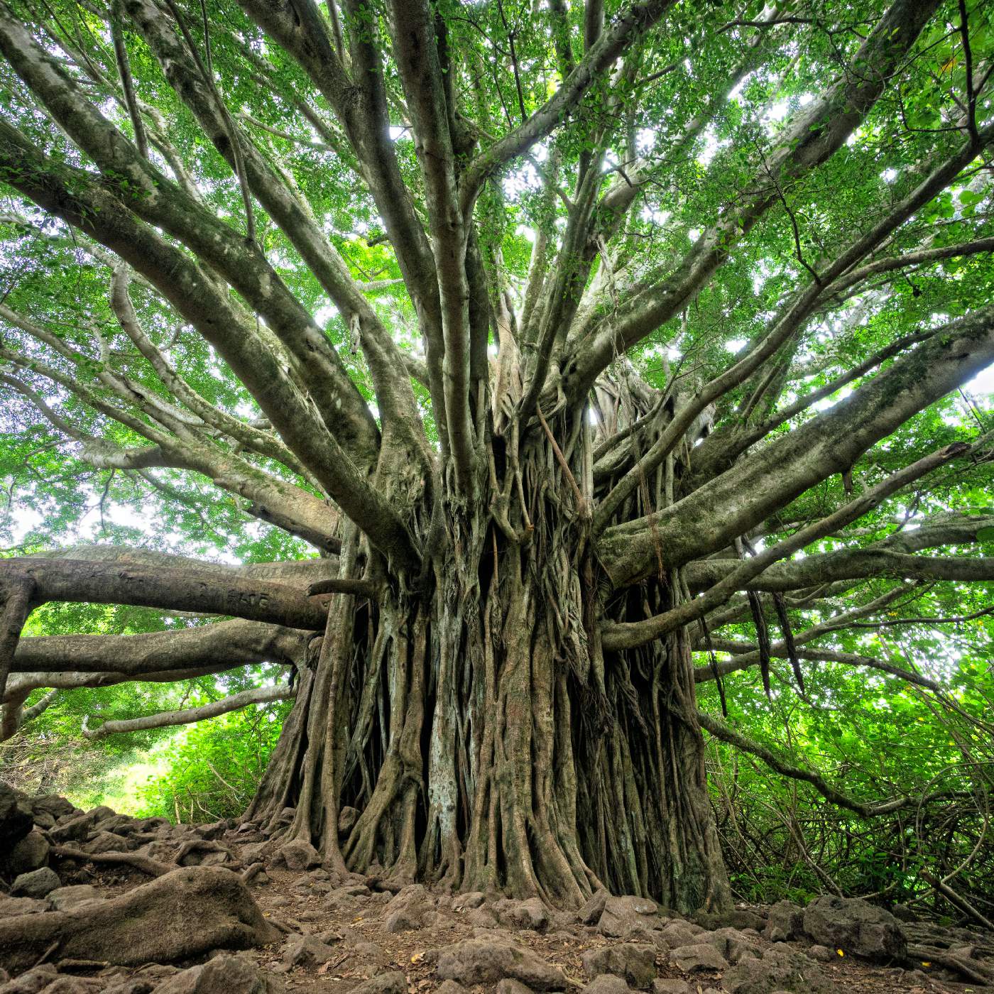 Strahlen  brechen viele (EG 268)