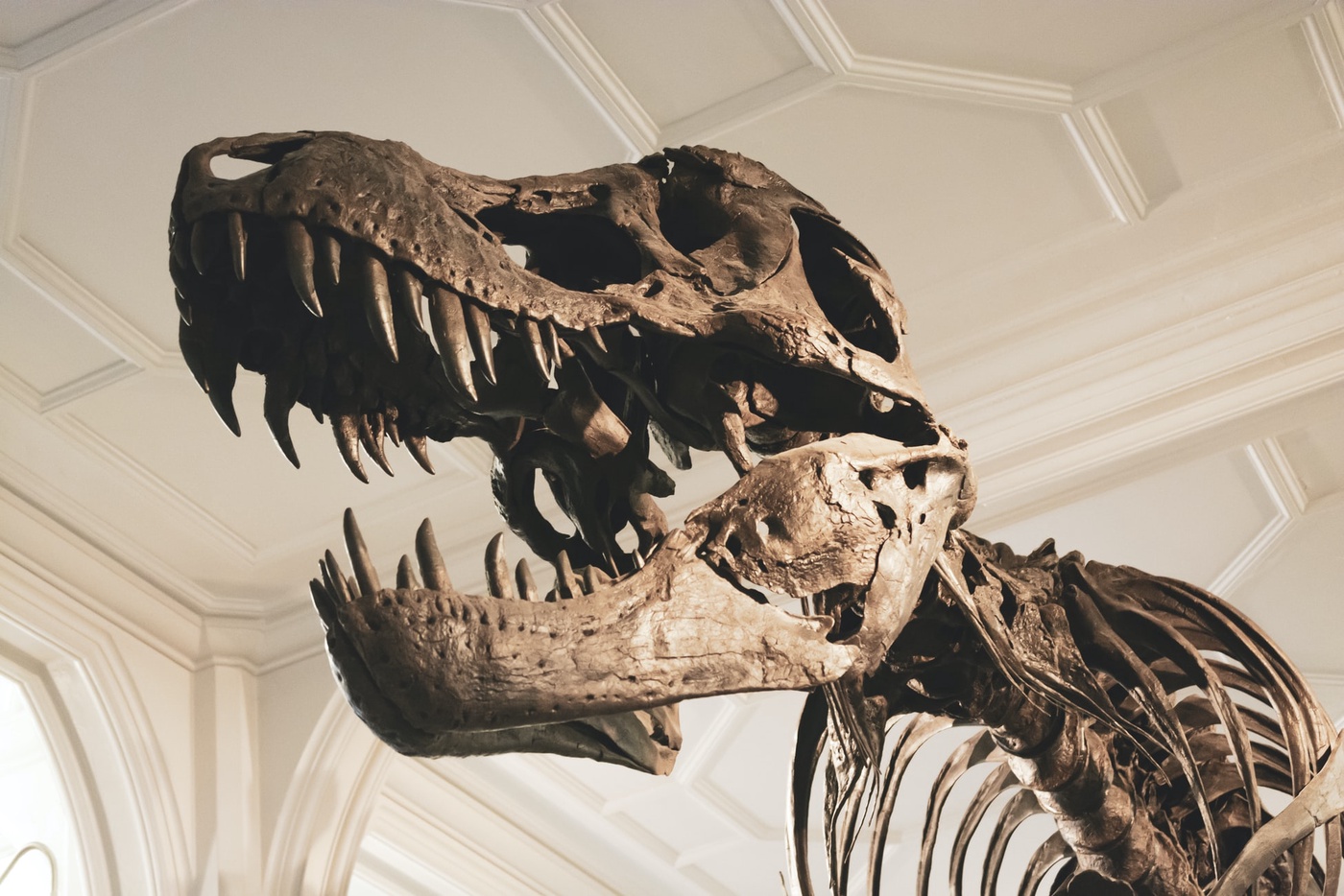 EP17: Über Bakterien-WGs und Tyrannosauren