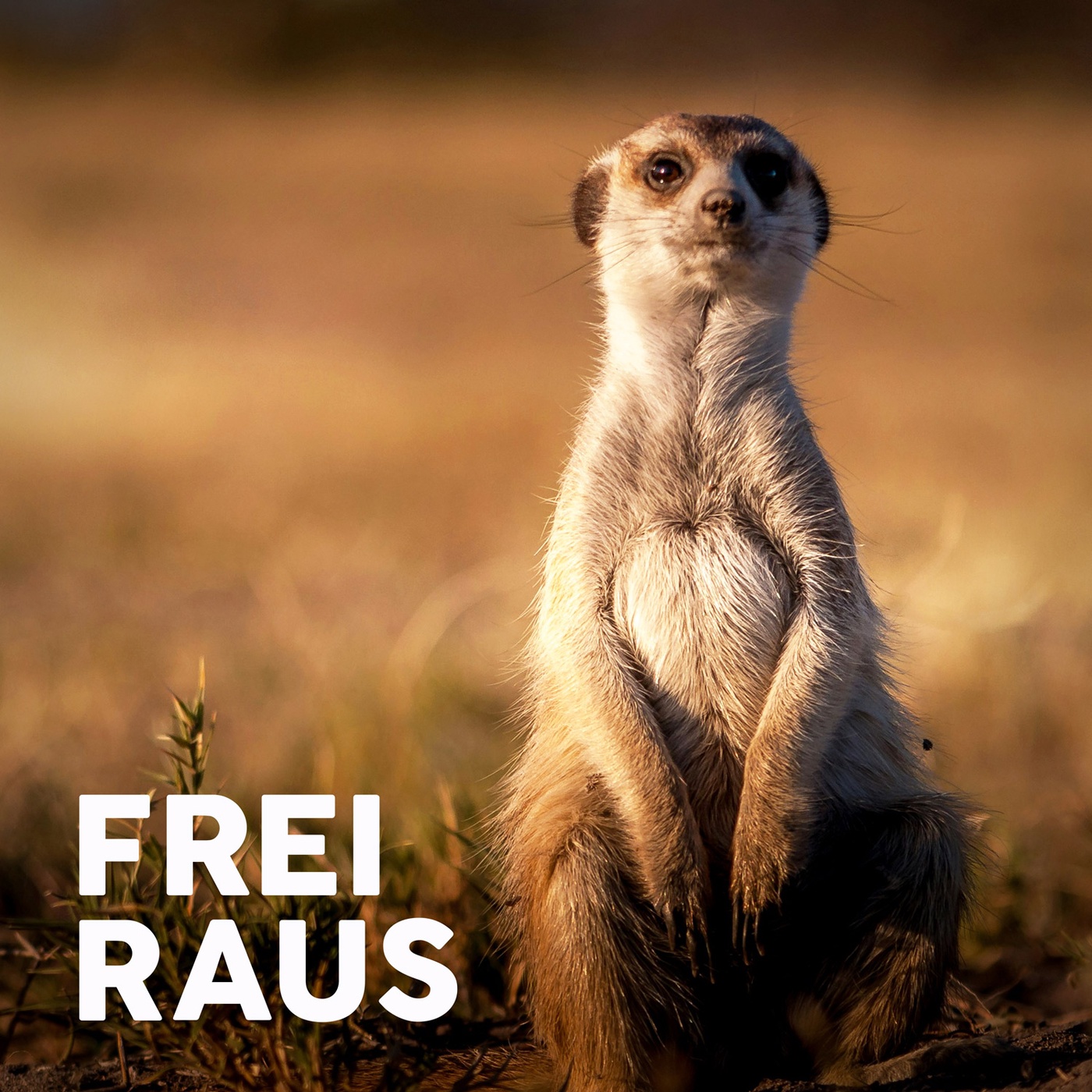 Wem gehört deine Aufmerksamkeit und was hat der Wald damit zu tun? Plus: Reise-Trends