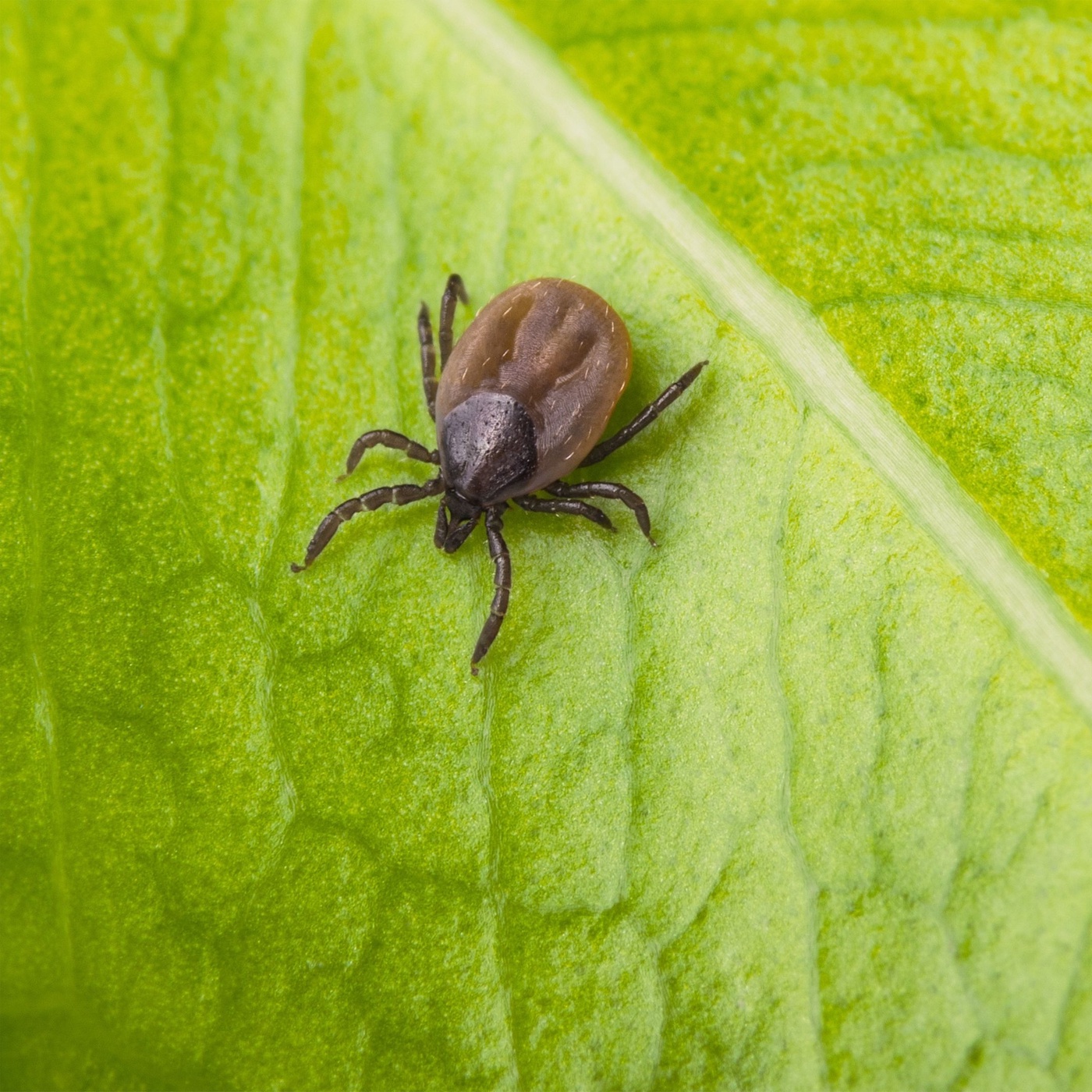 Tipps gegen Zecken beim Pferd