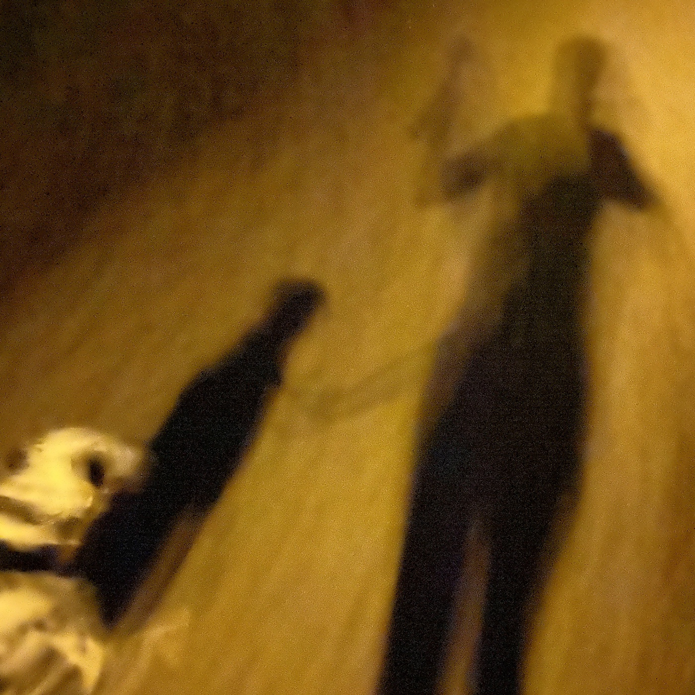 Laufen gegen Stress und schlechte Laune. Ein Selbstgespräch mit Hund.