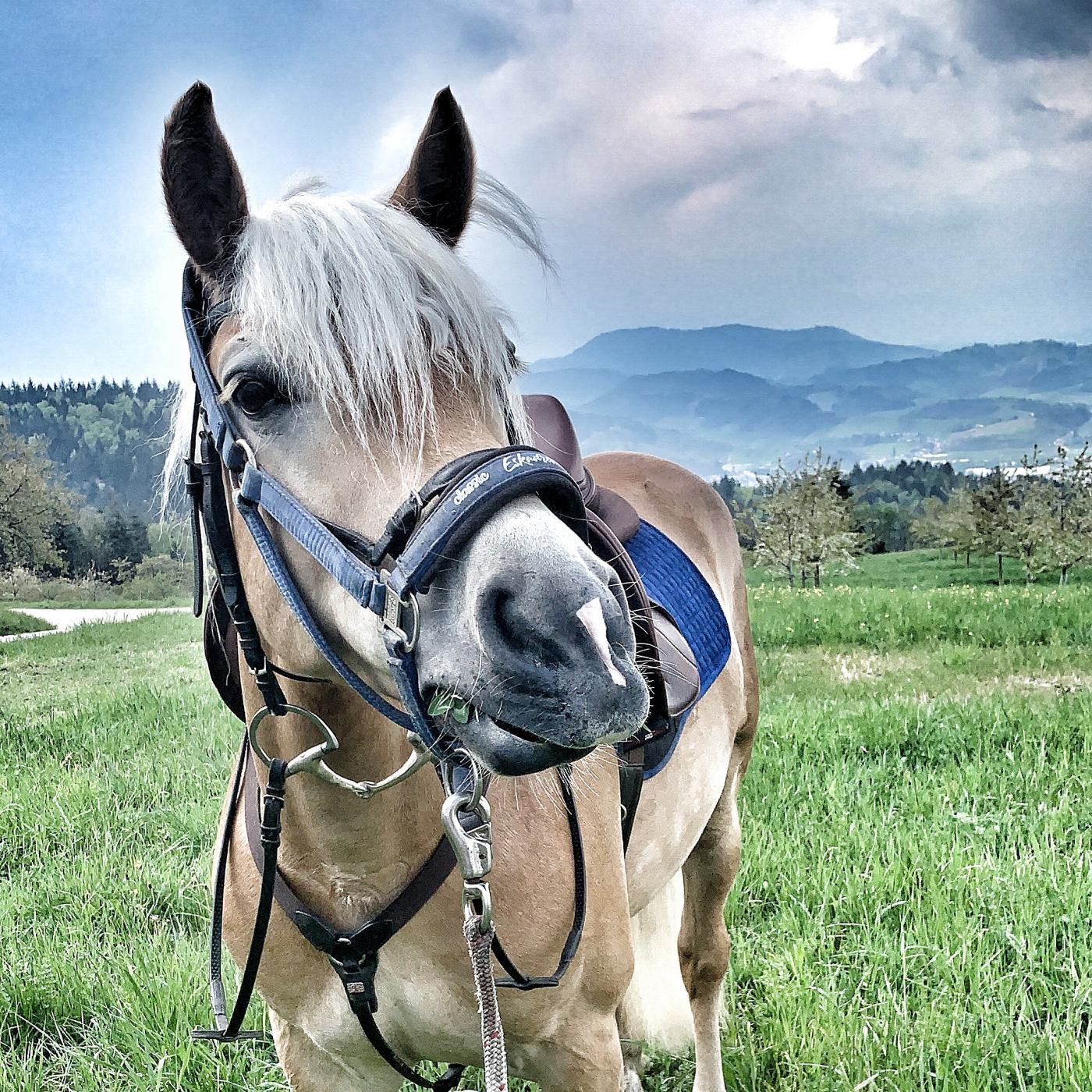 Episode 120 - Dicke Männer, die nicht reiten können