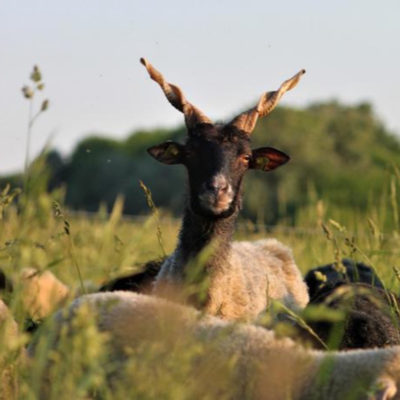 Perspektiven: Die Rasenmäher der Donauinsel