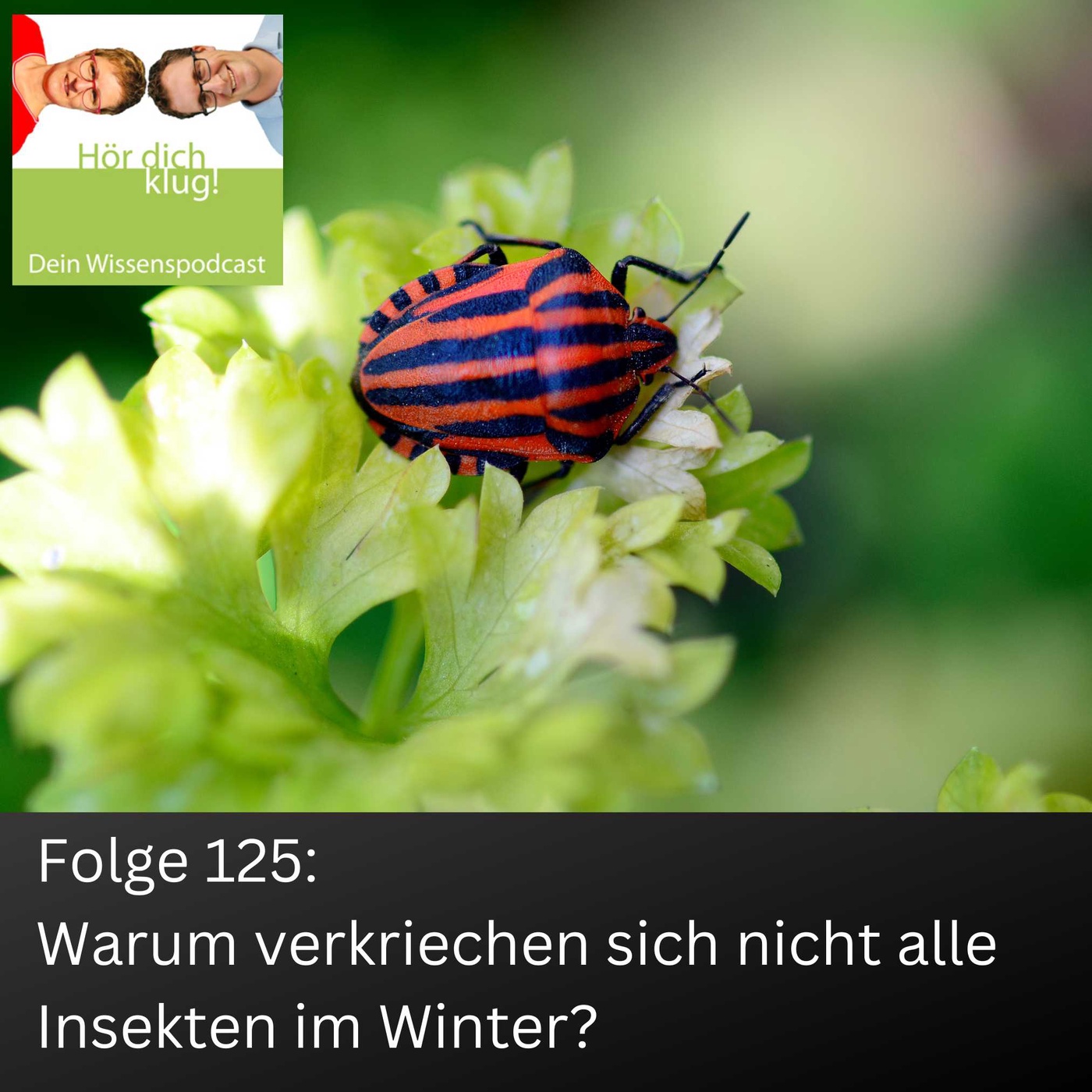 Warum verkriechen sich nicht alle Insekten im Winter?