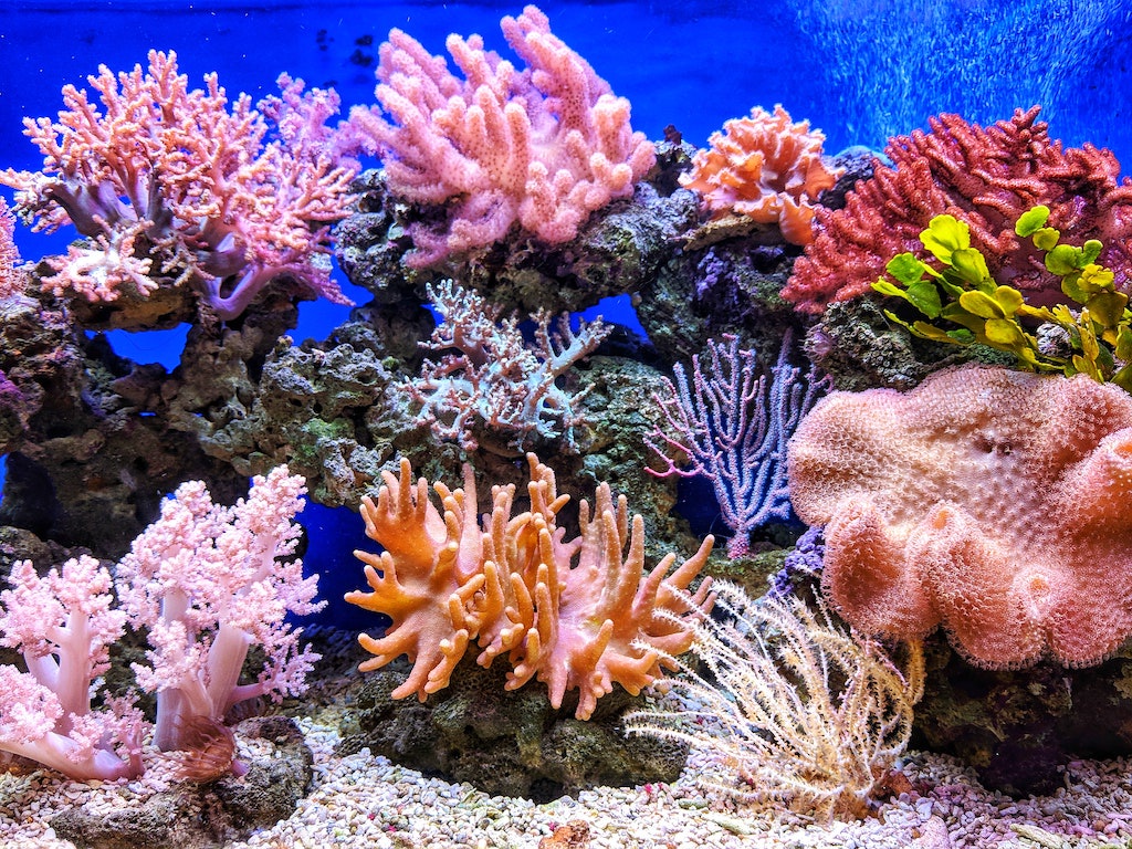 EP57: Die bedrohte Welt der Korallenriffe