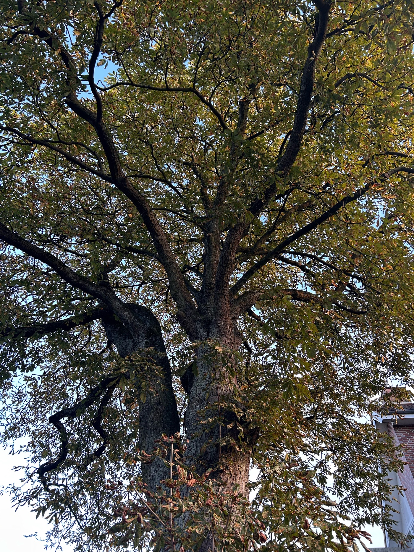 #7 GRÜẞE AUS DER HERBSTPAUSE 