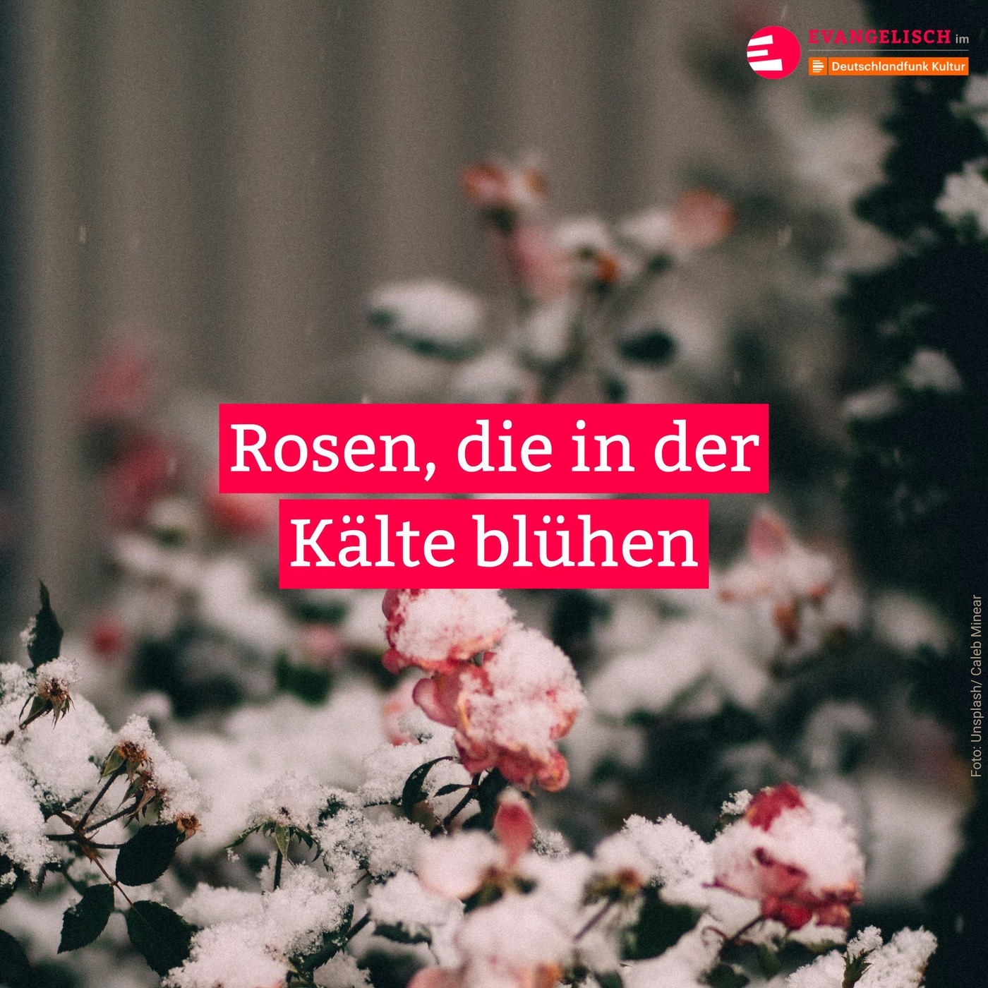 Rosen, die in der Kälte blühen