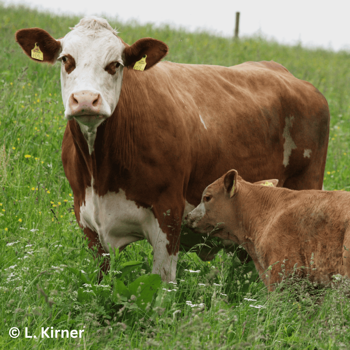 Folge 155: Milch und Fleisch mit Zukunft!