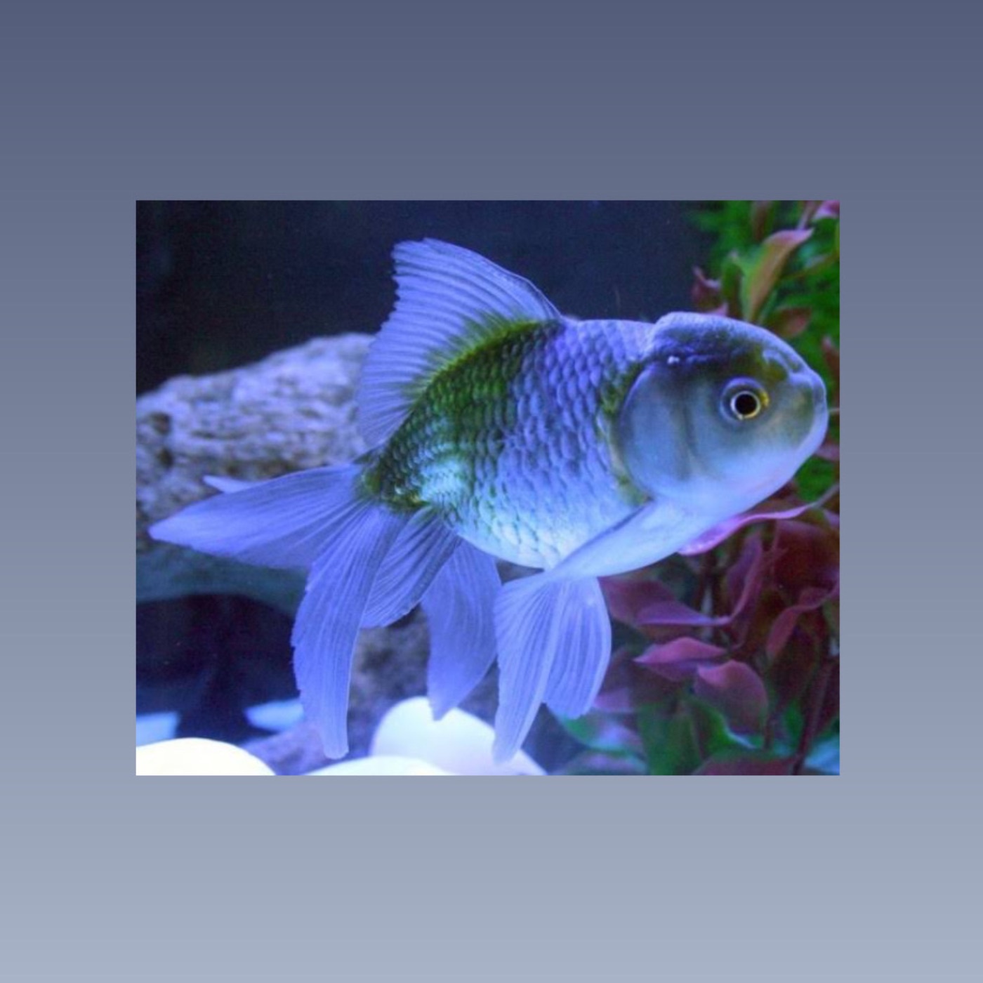 der wuschelige Goldfisch mitem Schwanzl