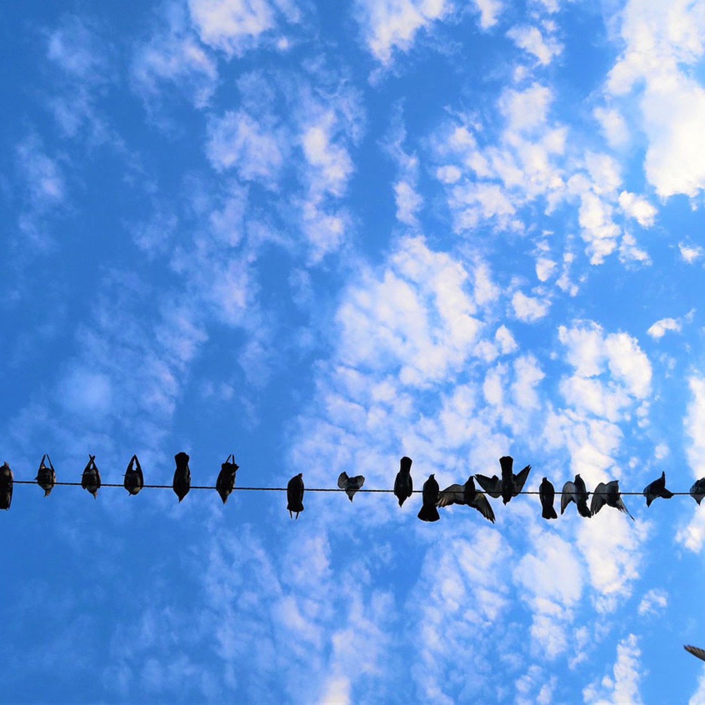 Frei, wie die Vögel des Himmels