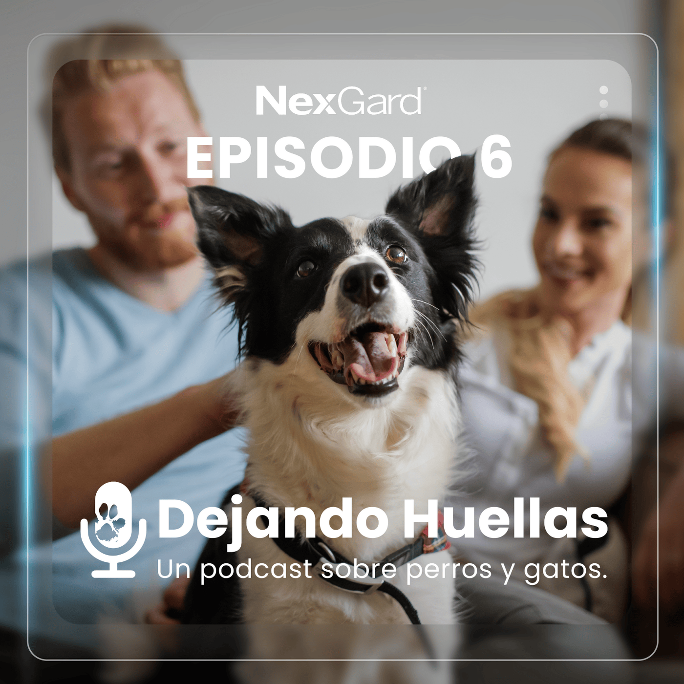 Claves para una Adopción Responsable y entender el Comportamiento Animal