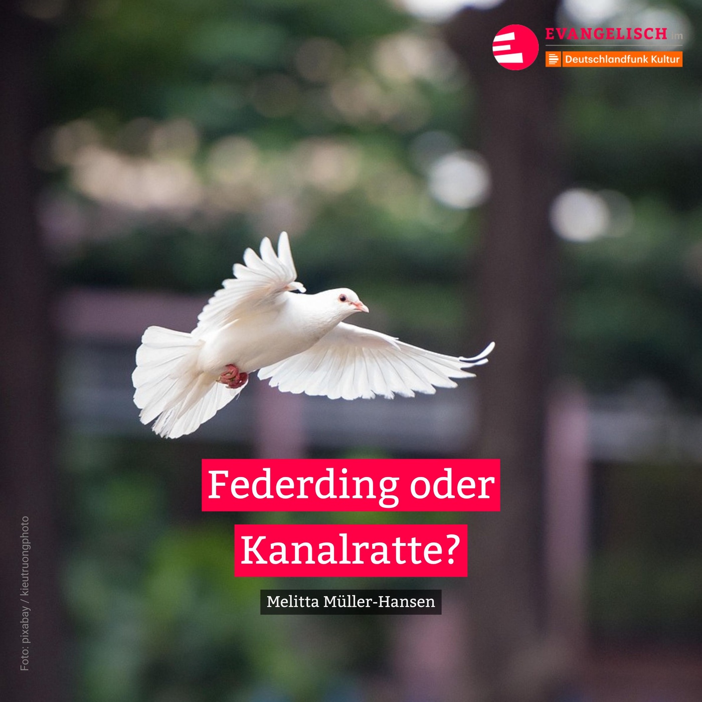 Federding oder Kanalratte?