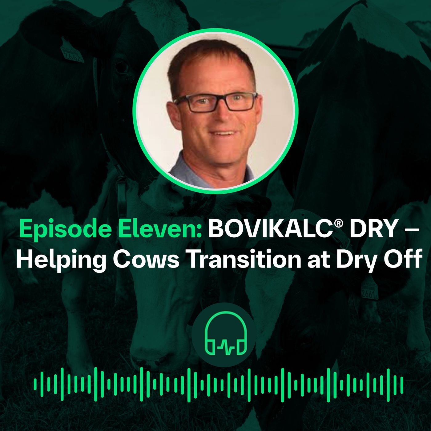 BOVIKALC® DRY – Helping Cows Transition at Dry Off || BOVIKALC® DRY – Faciliter la transition des vaches 