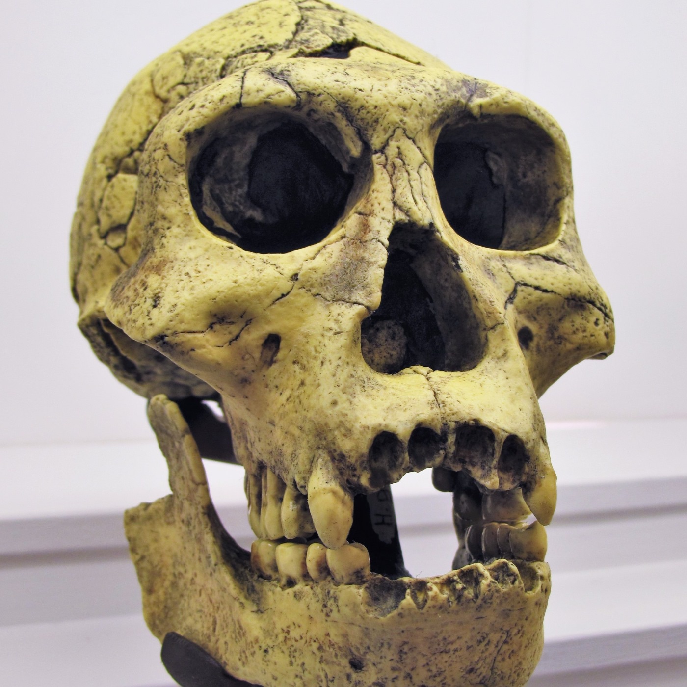 C-001: Der homo erectus in Europa, mit Dustin Welper