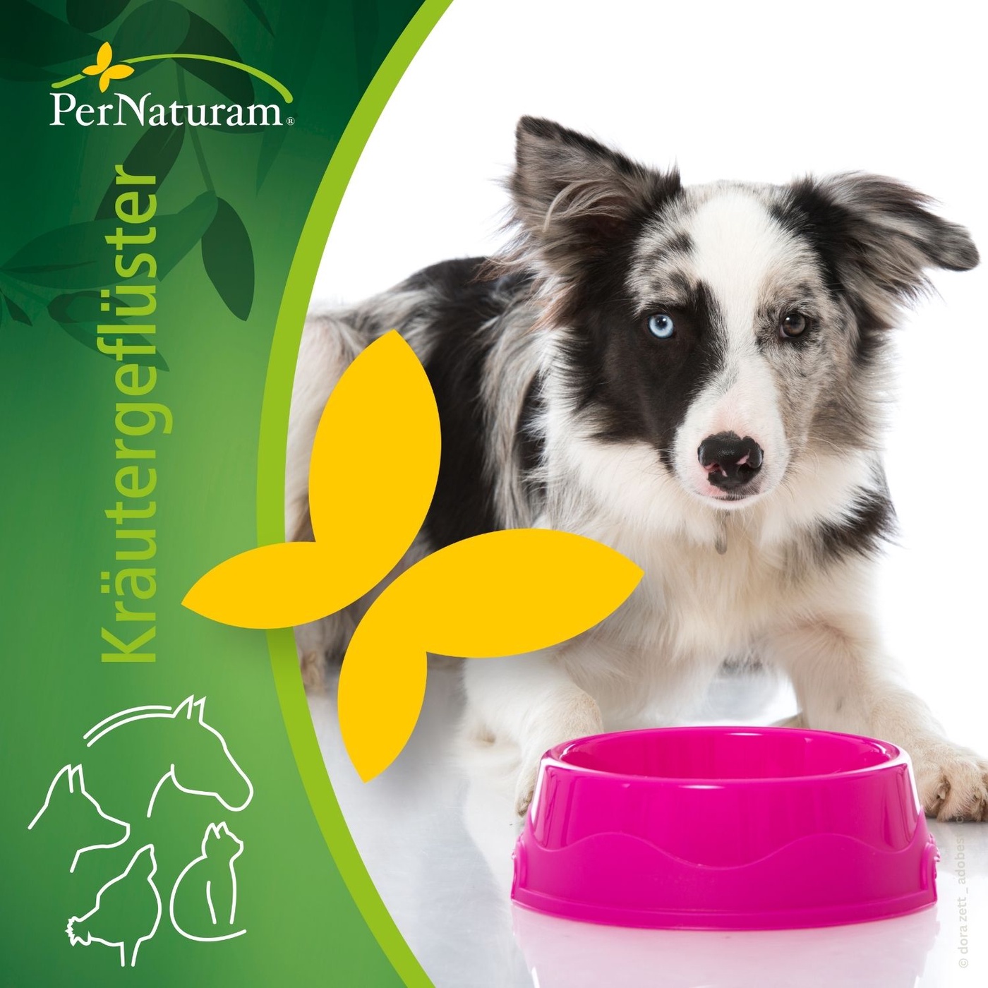 Grundversorgung des Hundes - was gehört in den Napf