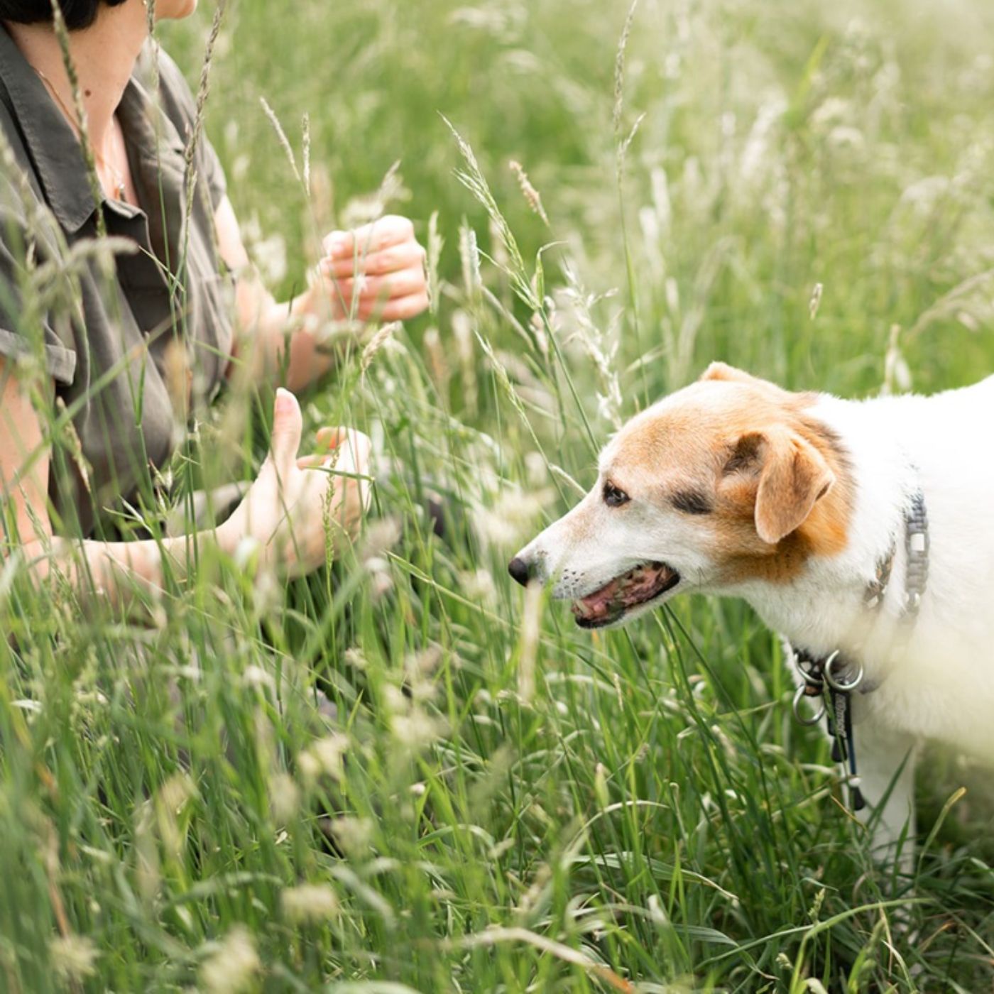 # 1 Wann ist man Experte für Hunde