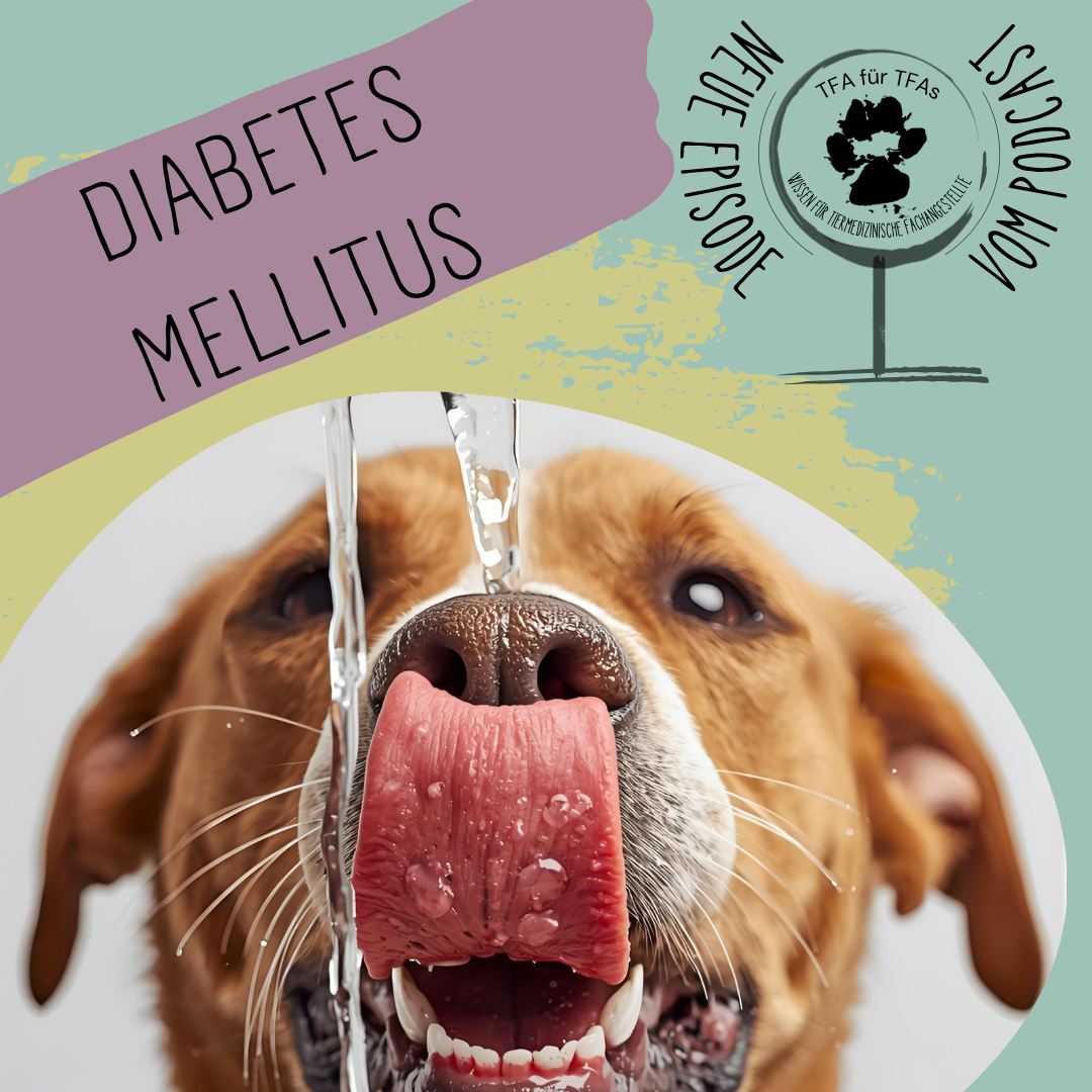 Wenn Tiere Diabetes haben...