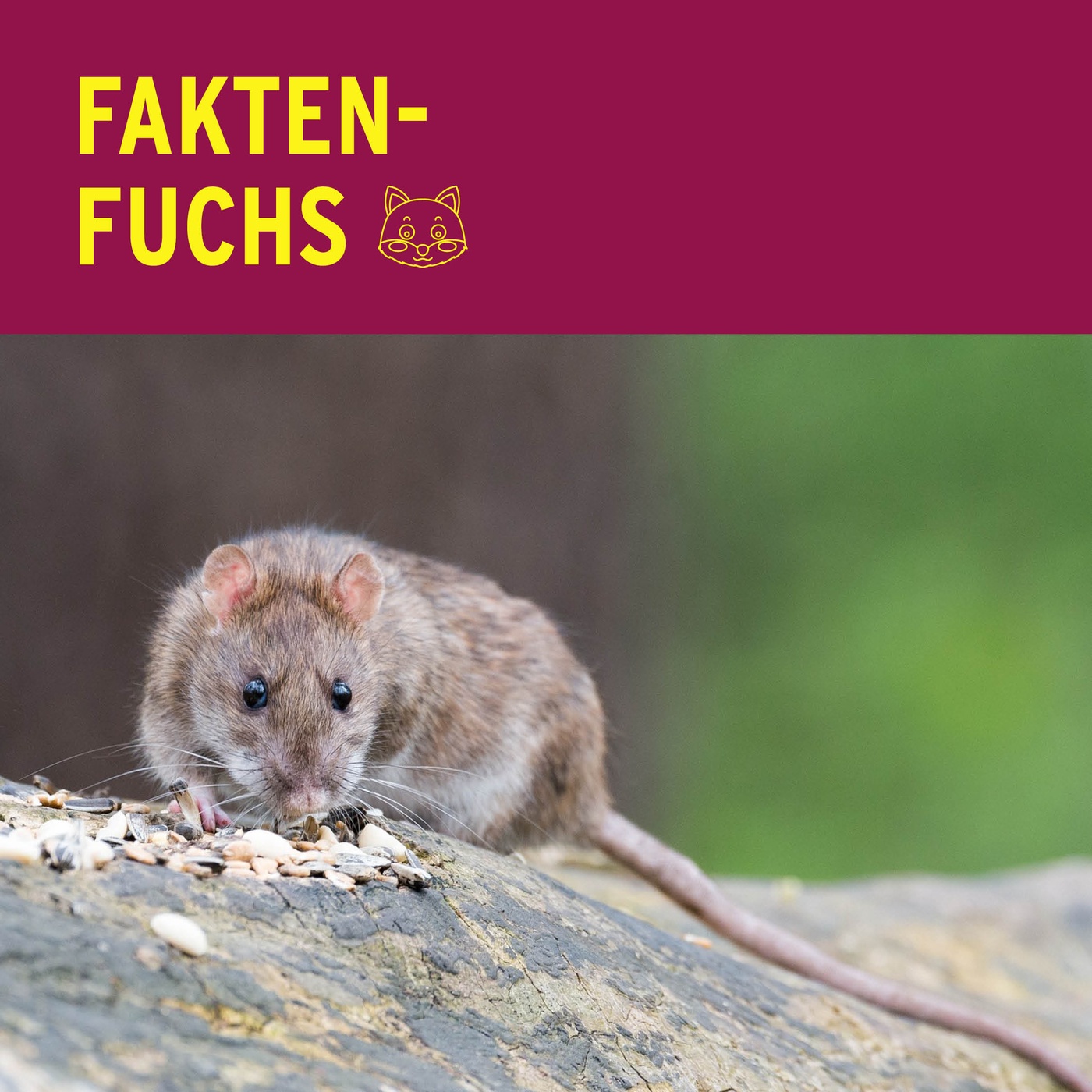 Faktenfuchs: Ratten