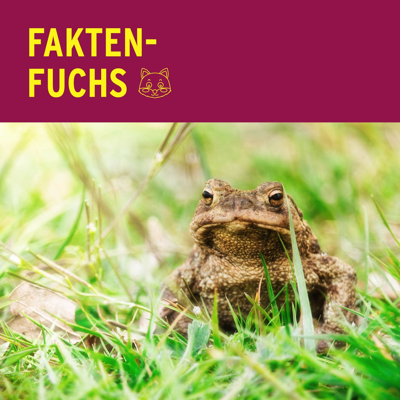 Faktenfuchs: Kröten