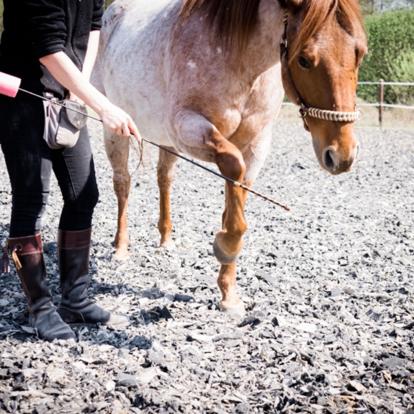 Hochmotiviertes Pferd gewünscht?