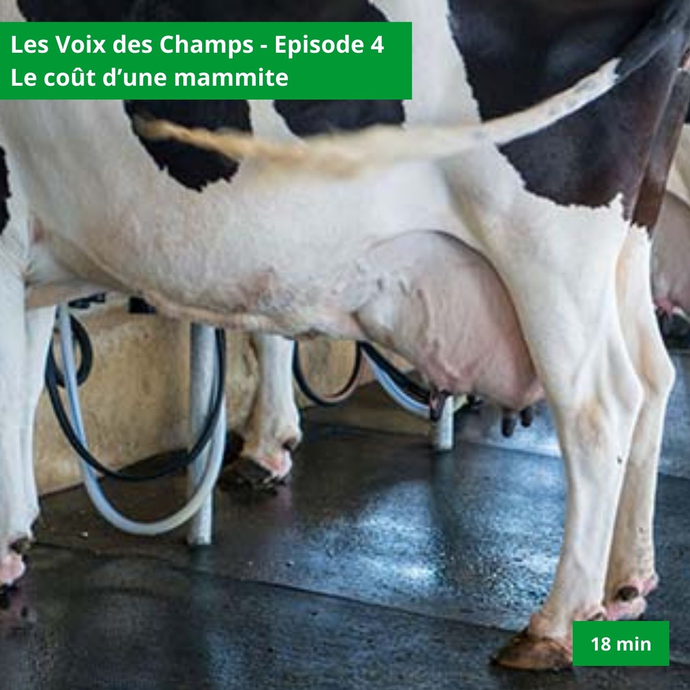 Les voix des champs - épisode 4 : Le coût d’une mammite