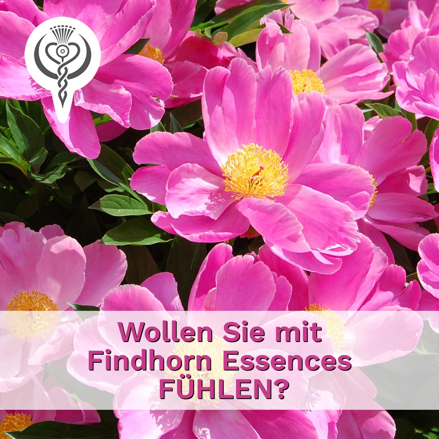 Wollen Sie mit Findhorn Essences FÜHLEN?