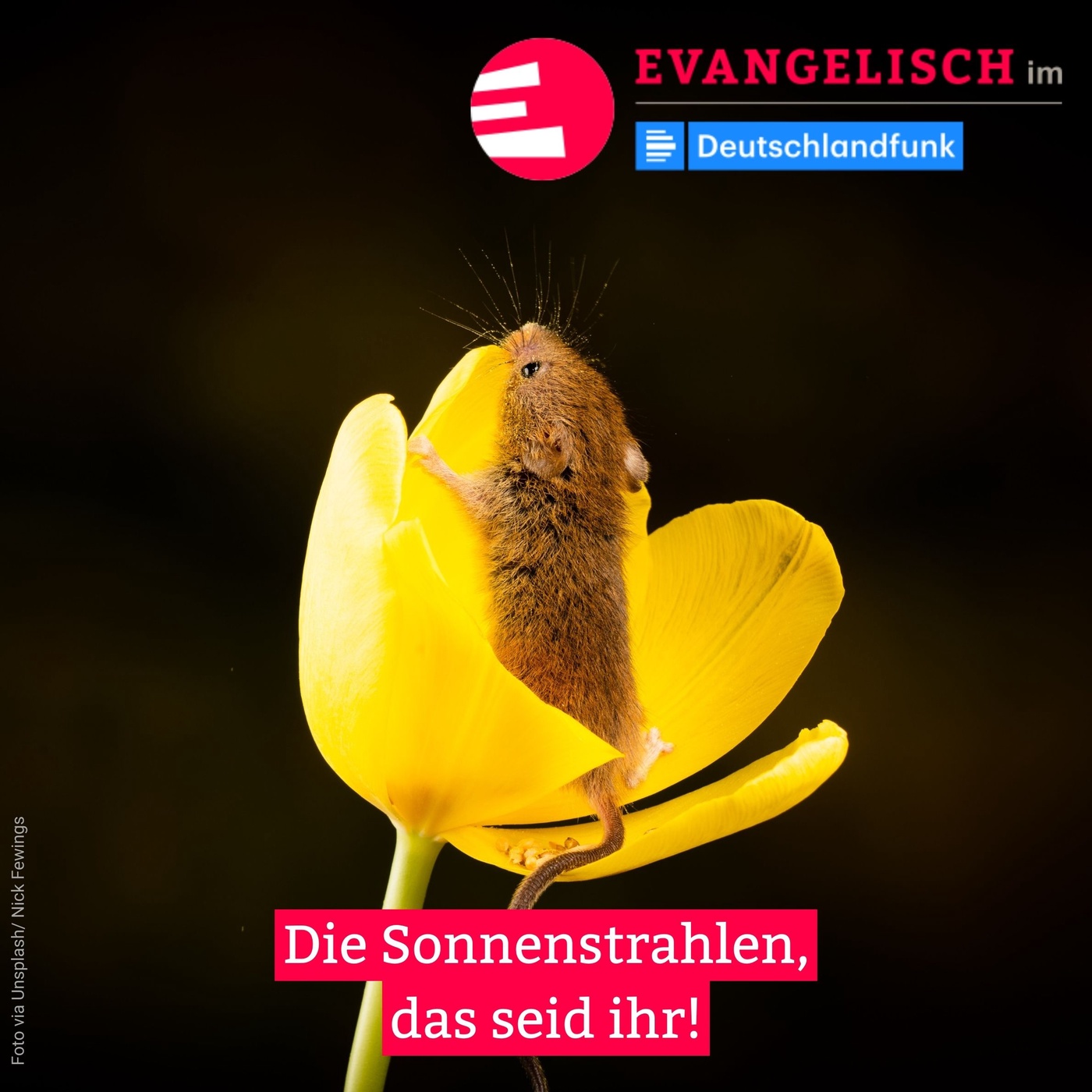 Die Sonnenstrahlen, das seid ihr!