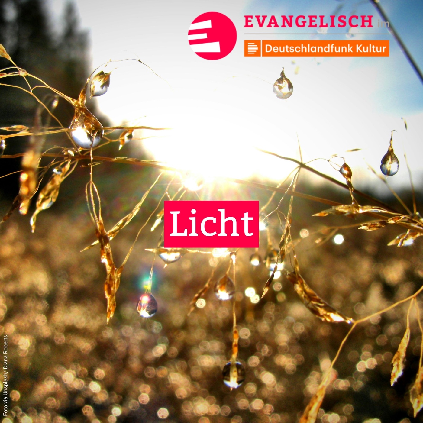 Licht